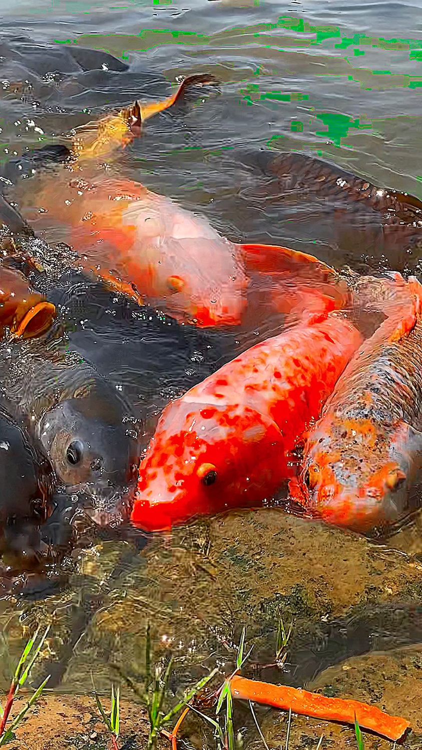 小湖边拍摄红鲤鱼