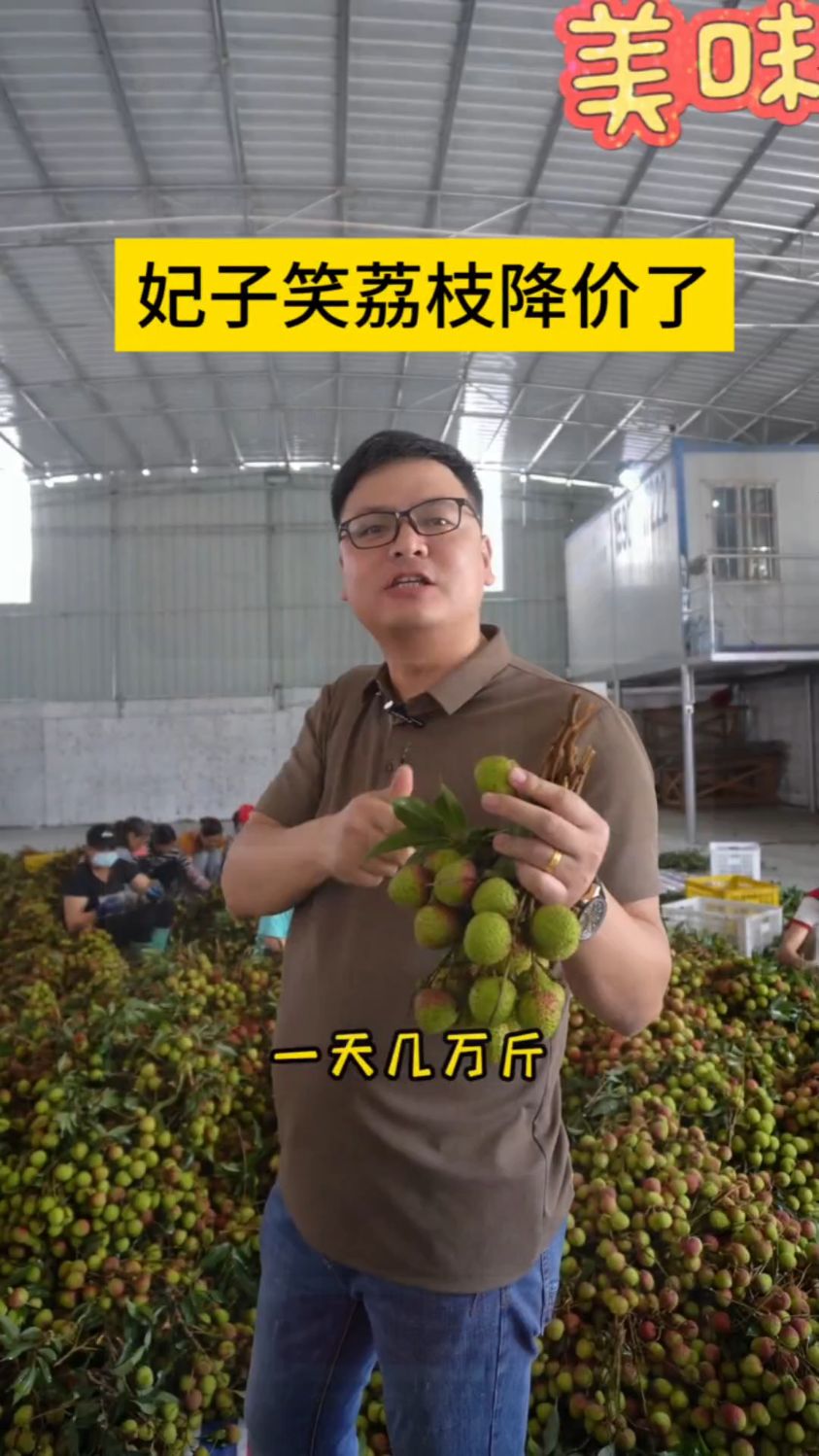 妃子笑荔枝大丰收了,价格很便宜,
