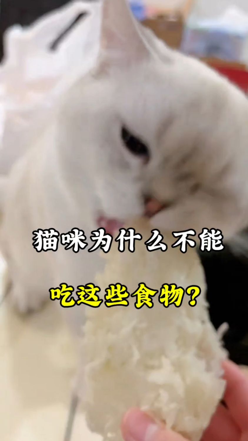 猫咪为什么不能吃这些食物