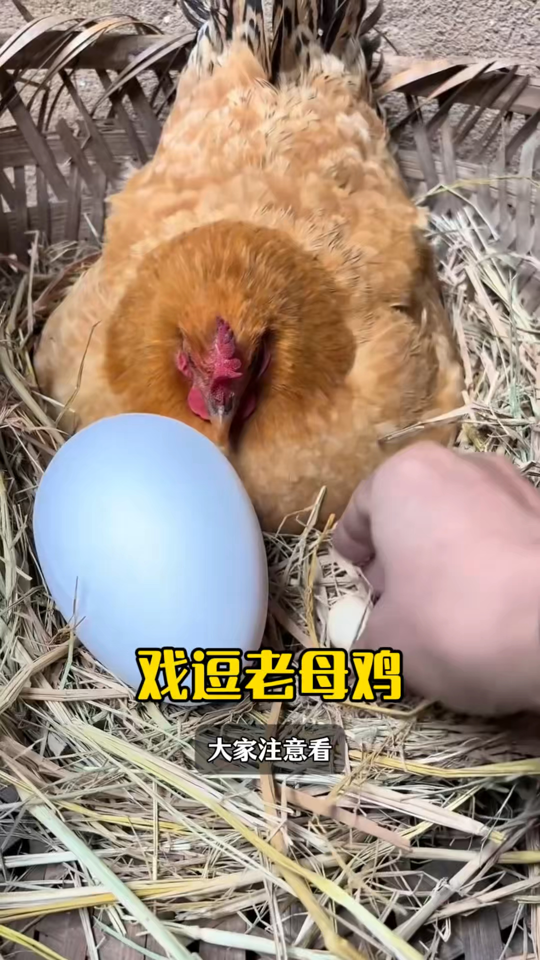 这老母鸡也太可爱了叭