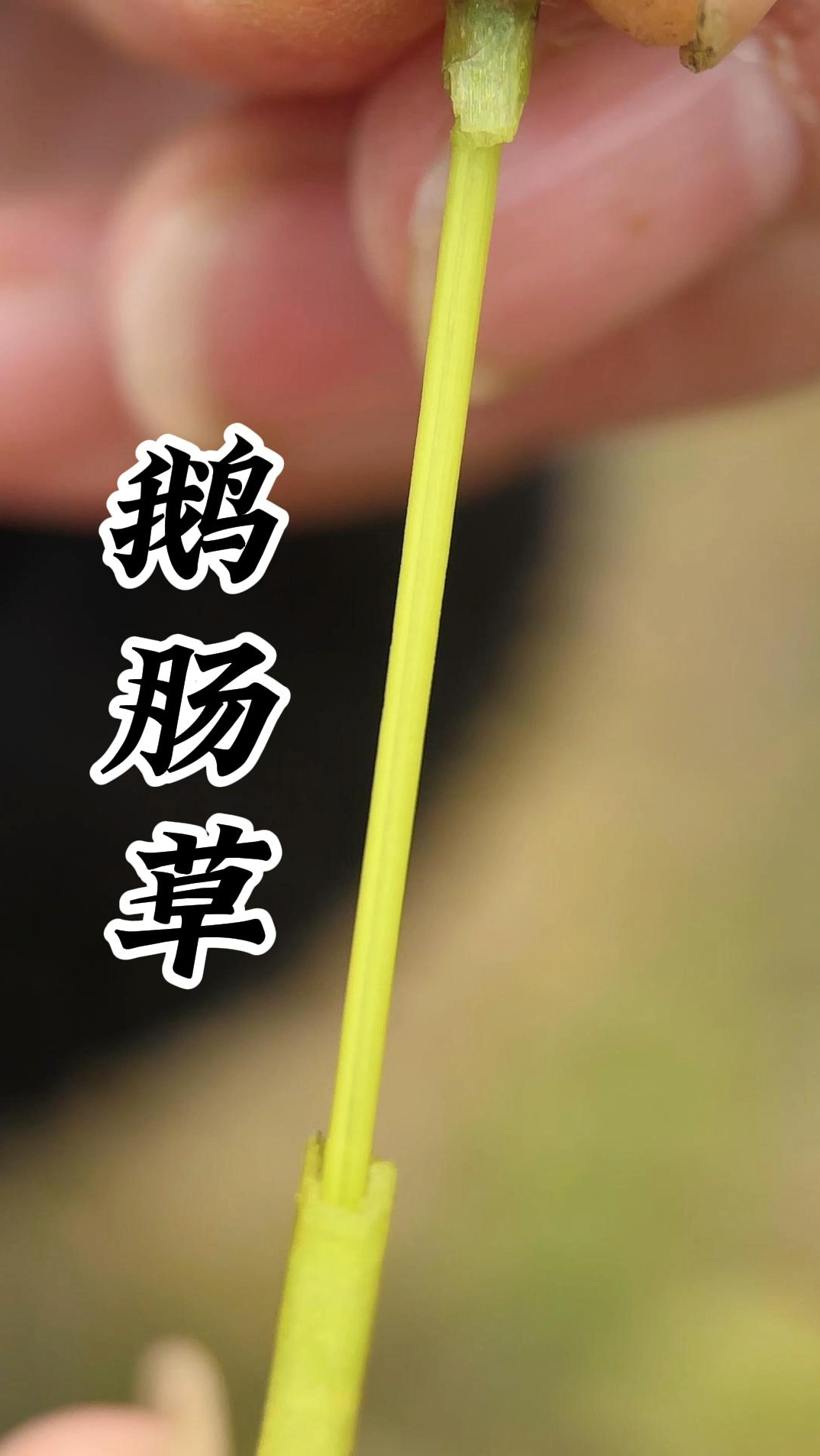 鹅肠草:用这个下火锅,可美了,它就是鹅肠草,你家还找得到吗