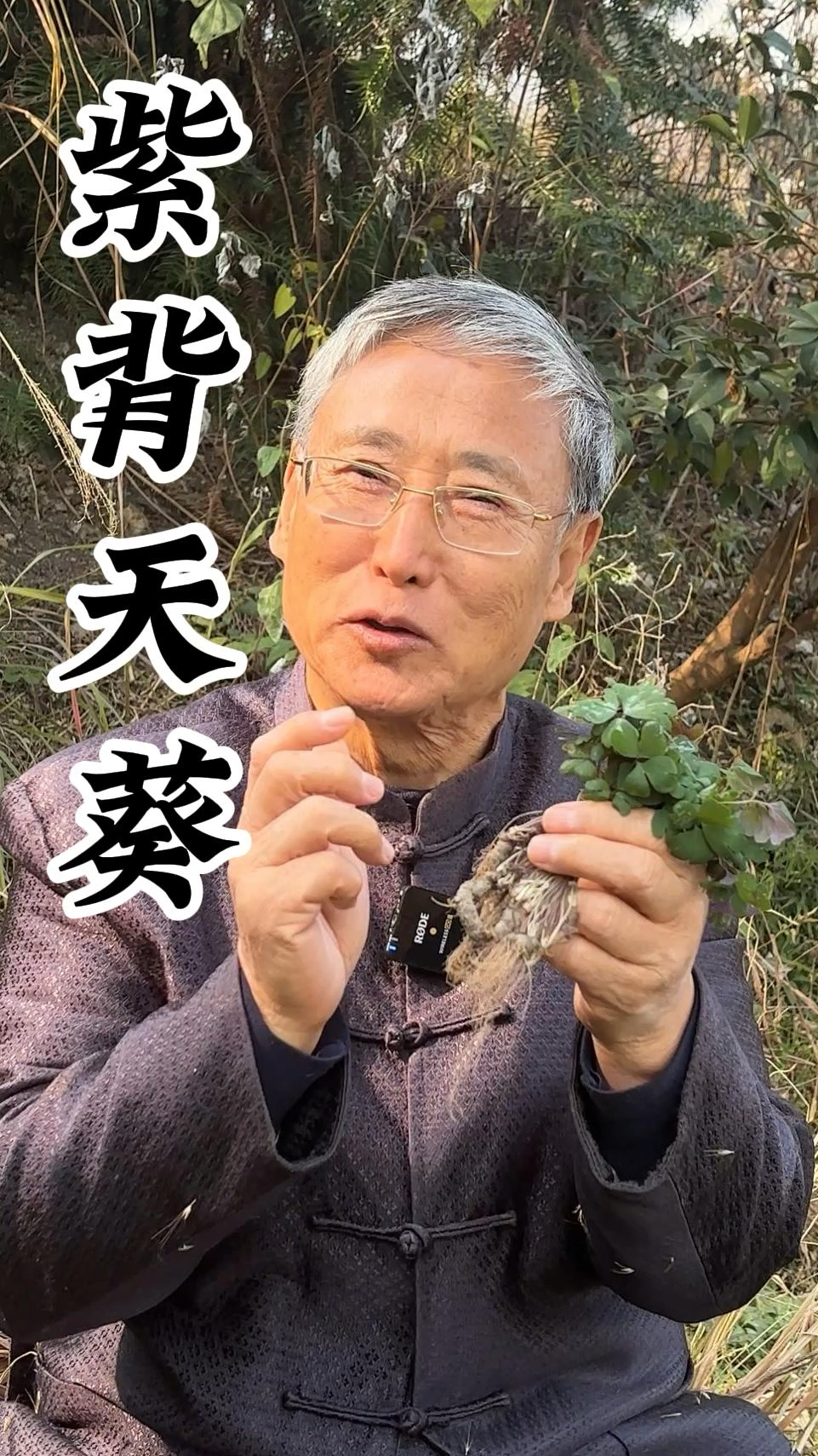 紫背天葵:这么好的东西怎么叫千年老鼠屎? 其实它大有来头哦