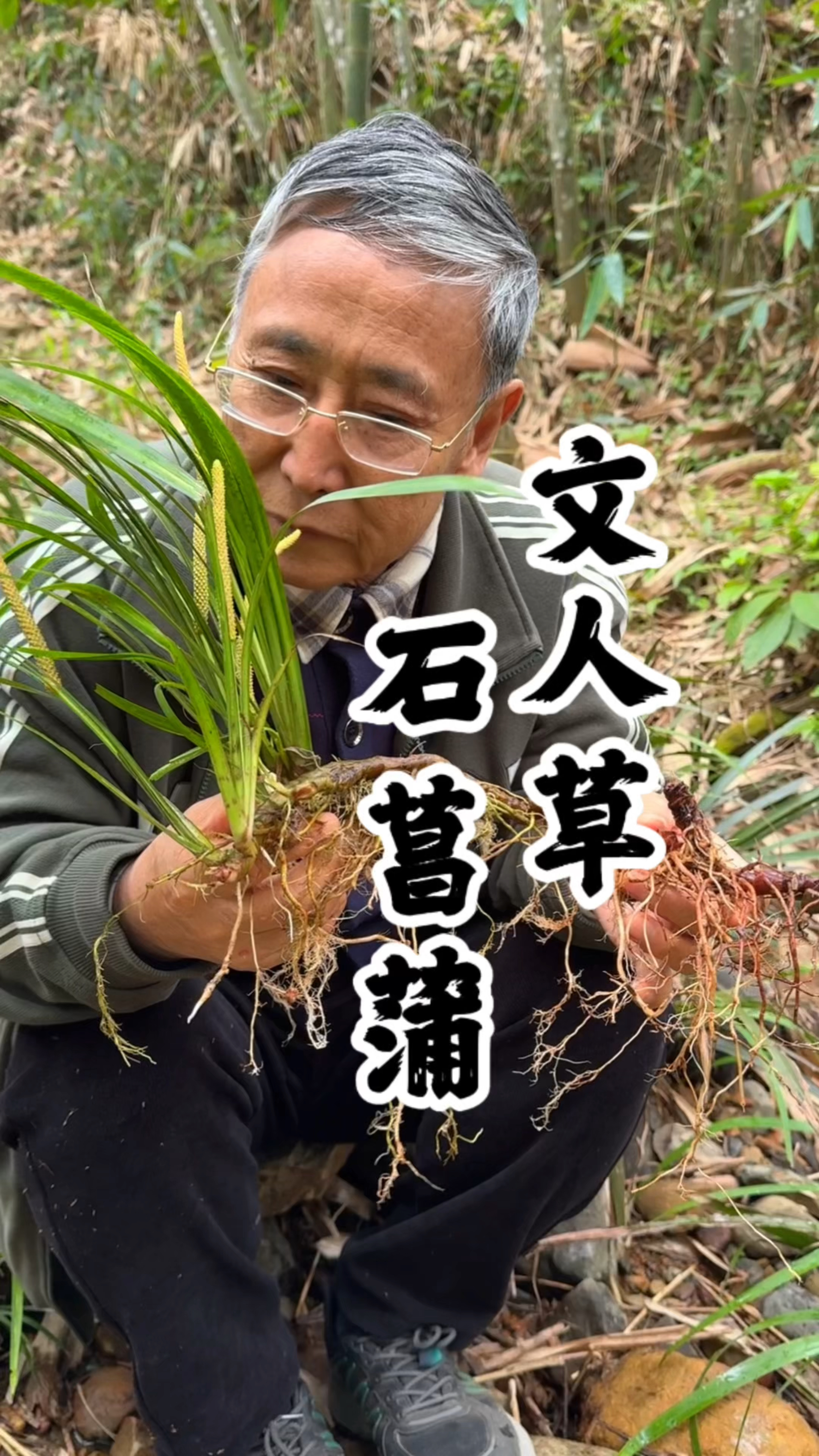 石菖蒲:有石菖蒲就有净水,为啥还有人爱嚼它的根呢