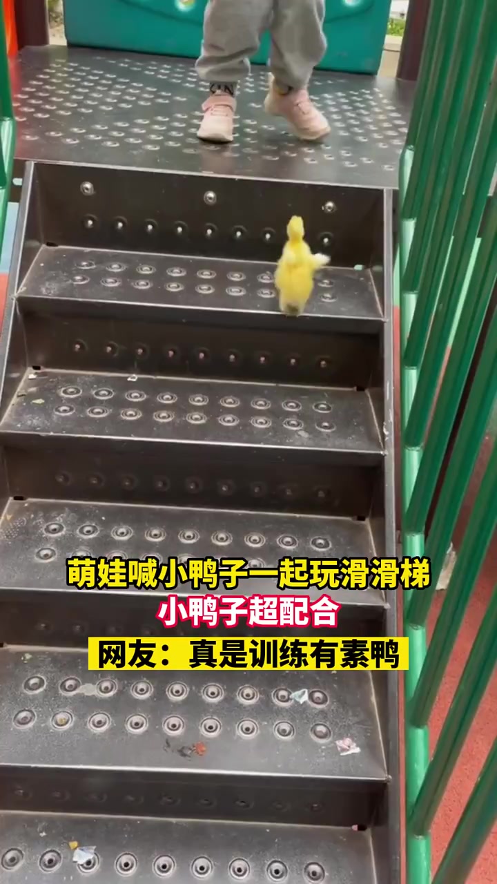 萌娃喊小鸭子一起玩滑滑梯,小鸭子超配合网友:真是训练有素鸭来