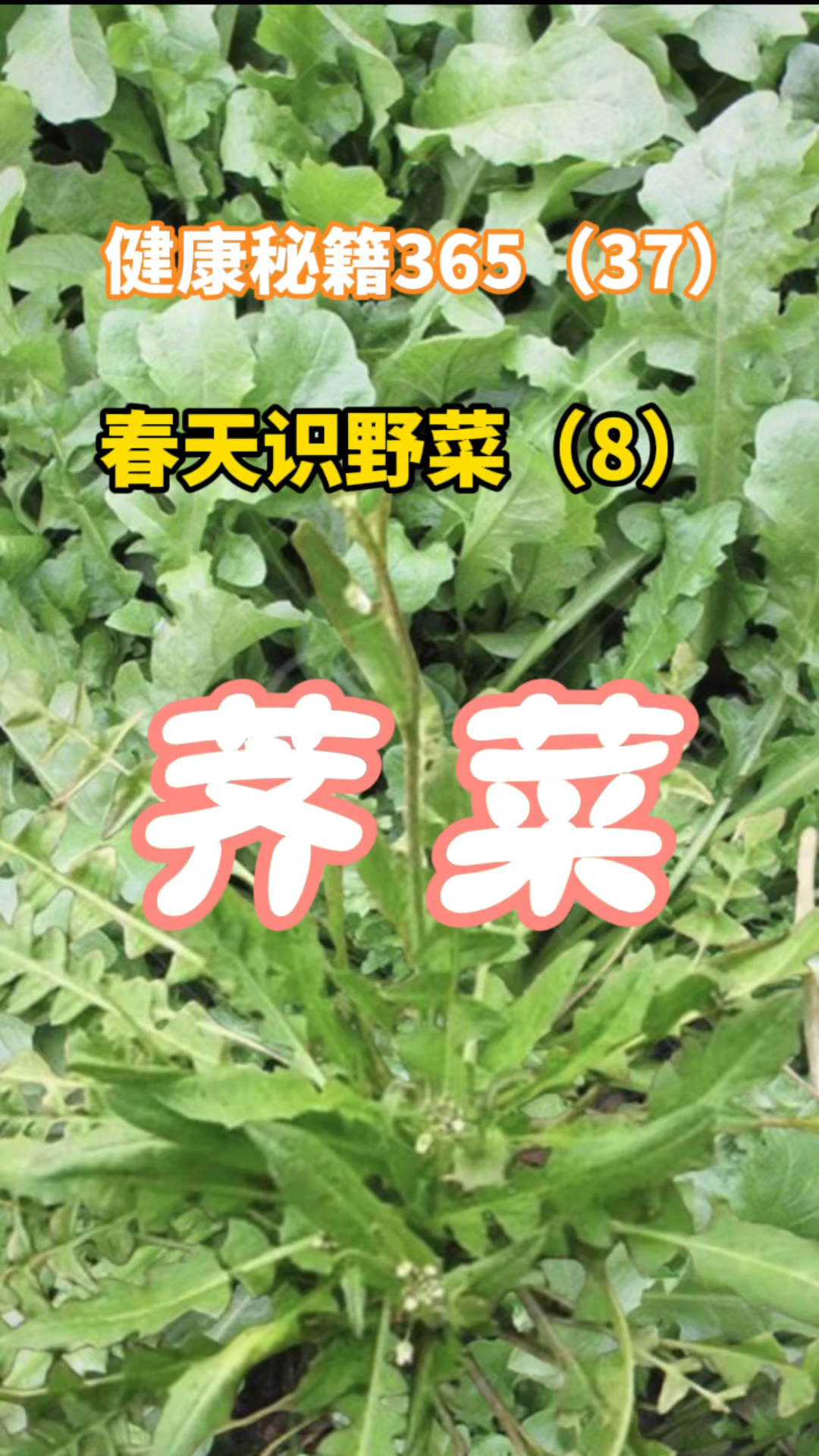 健康秘籍365(37)春天识野菜8荠菜