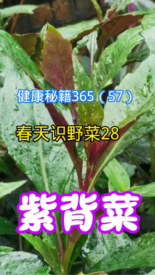 健康秘籍365(57)春天识野菜28紫背菜