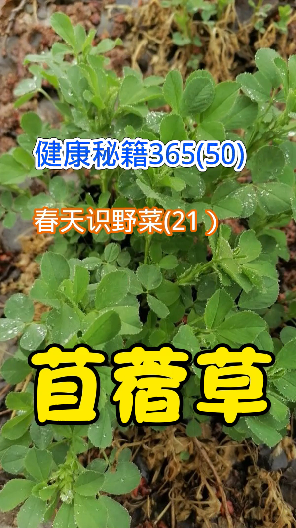 健康秘籍365(50)春天识野菜21苜蓿草