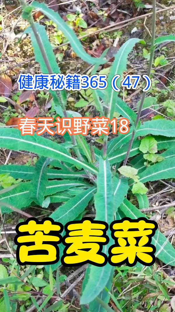 健康秘籍365(47)春天识野菜18苦麦菜