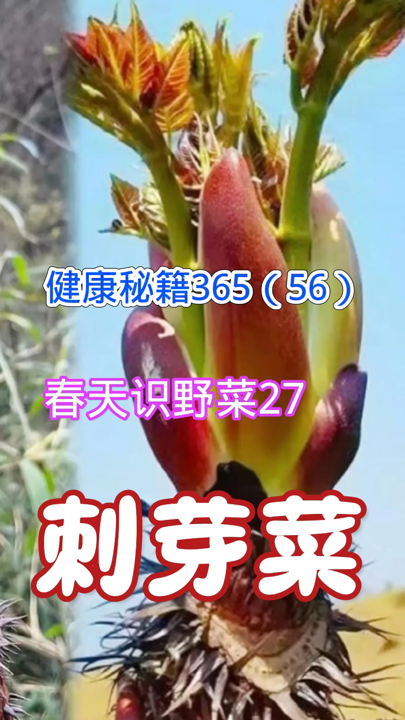 健康秘籍365(56)春天识野菜27刺芽菜