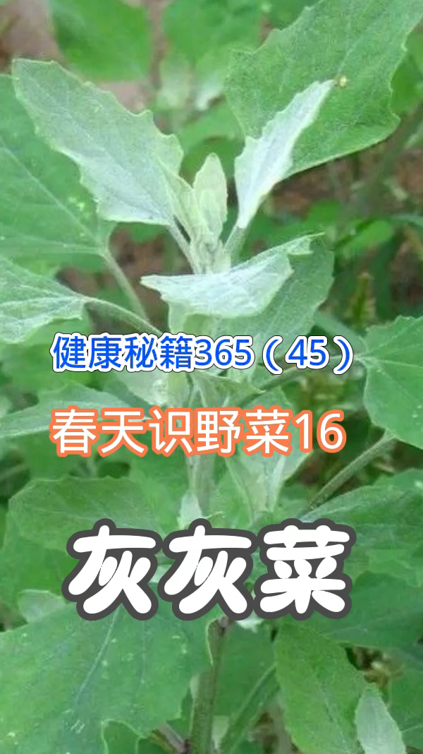 健康秘籍365(45)春天识野菜16灰灰菜