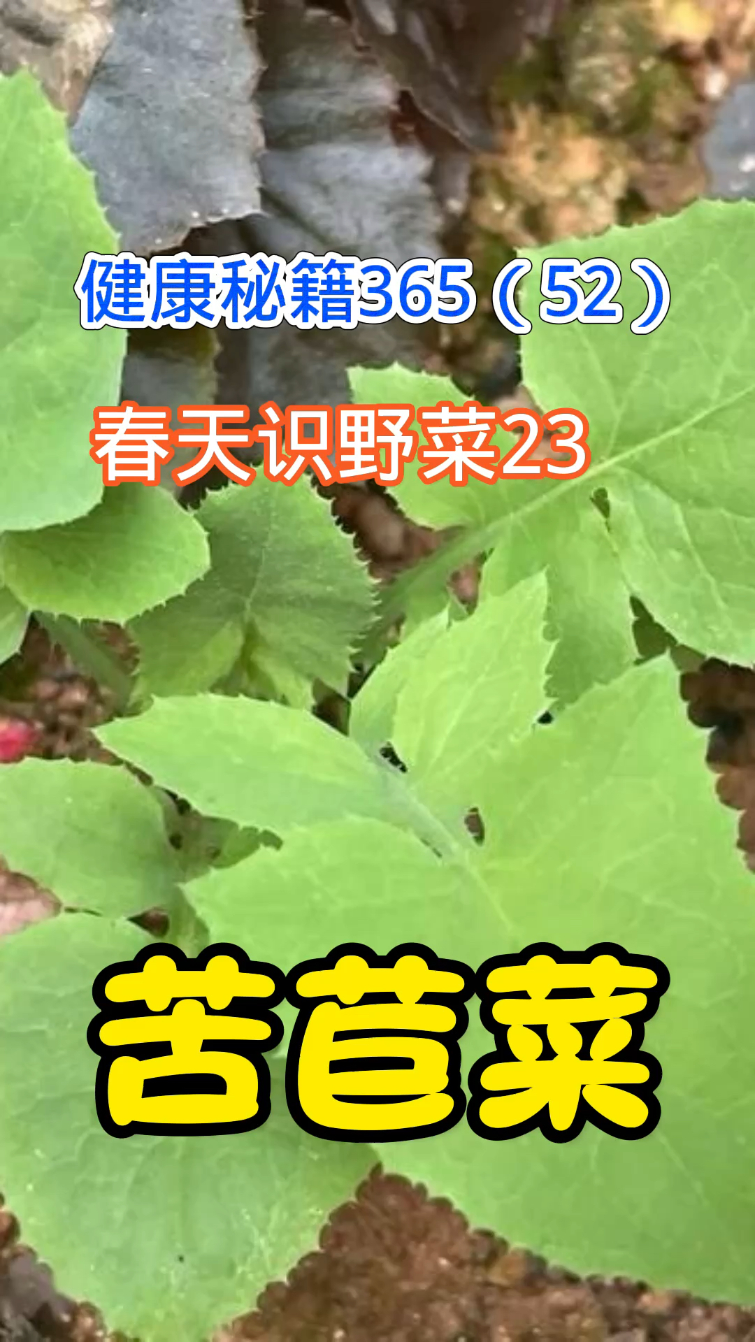 健康秘籍365(52)春天识野菜23苦苣菜