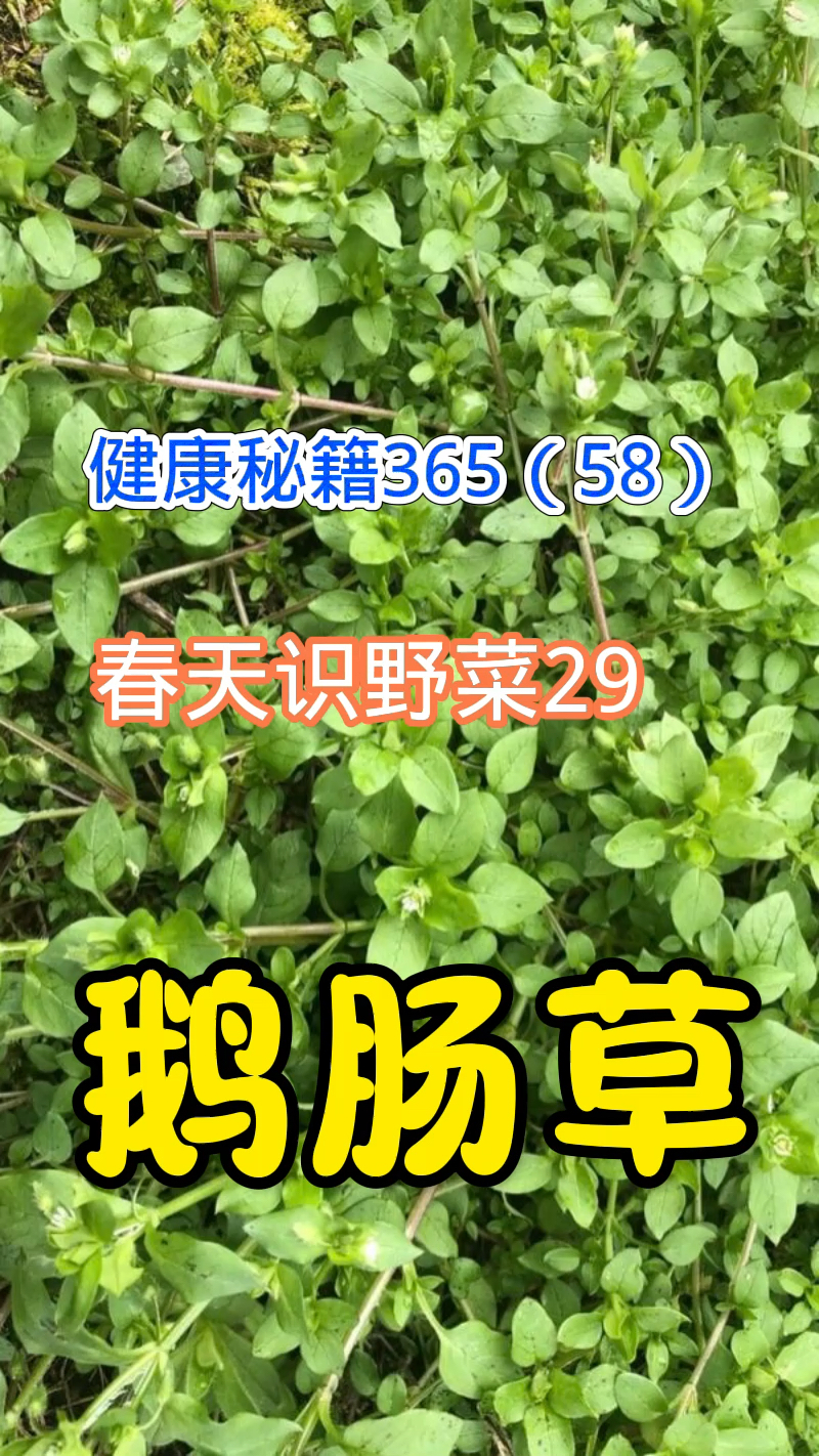 健康秘籍365(58)春天识野菜29鹅肠草