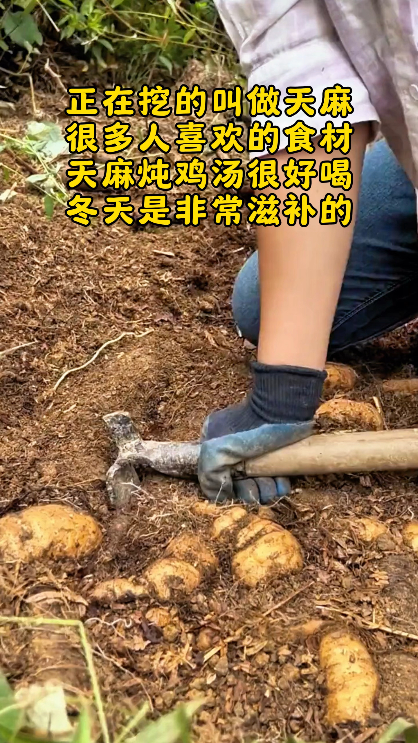 正在挖的这种果实,最常见的做法就是天麻炖鸡汤#勤劳的农村人