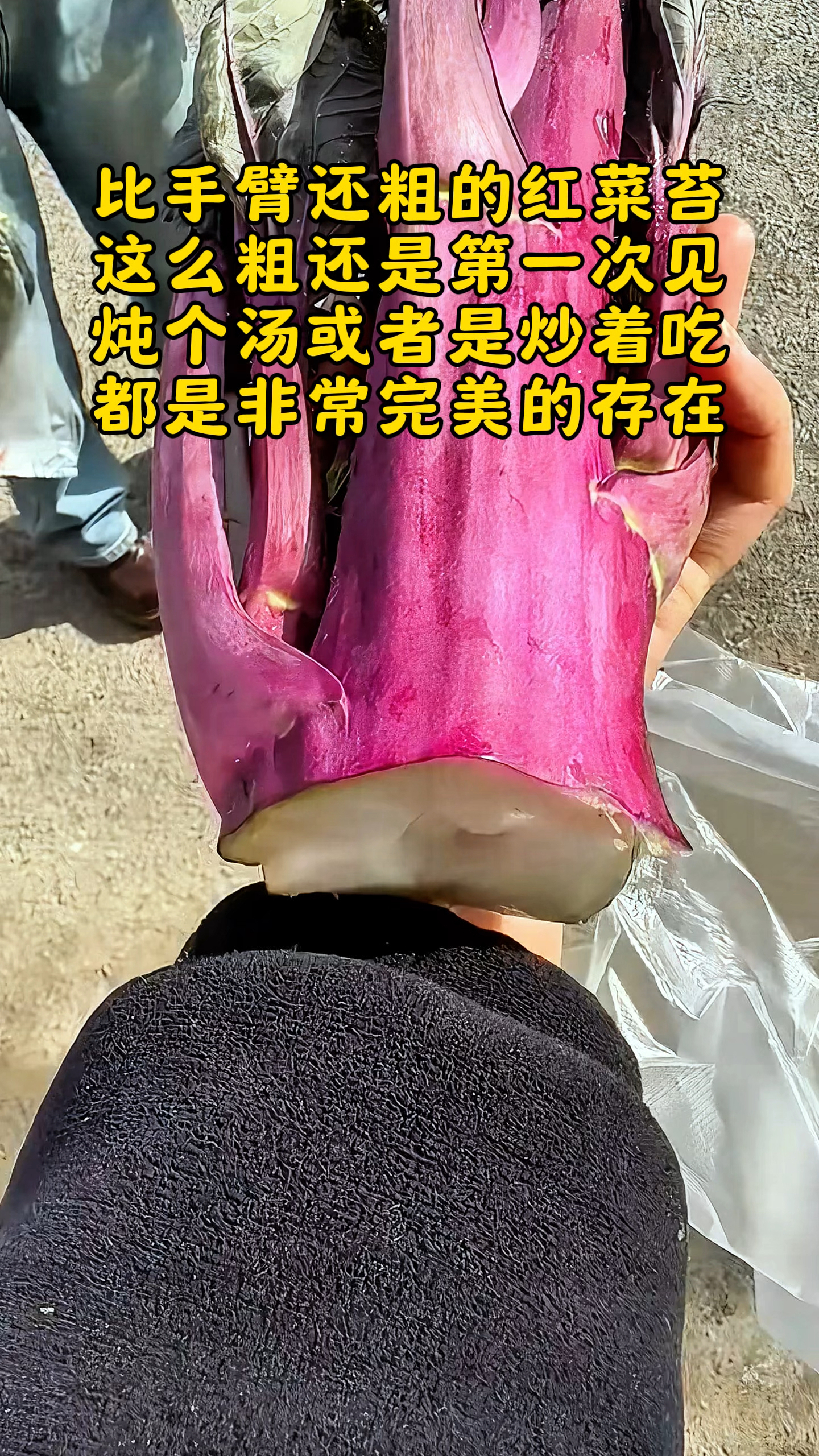 你们见过比手臂还粗的红菜苔吗?#勤劳的农村人