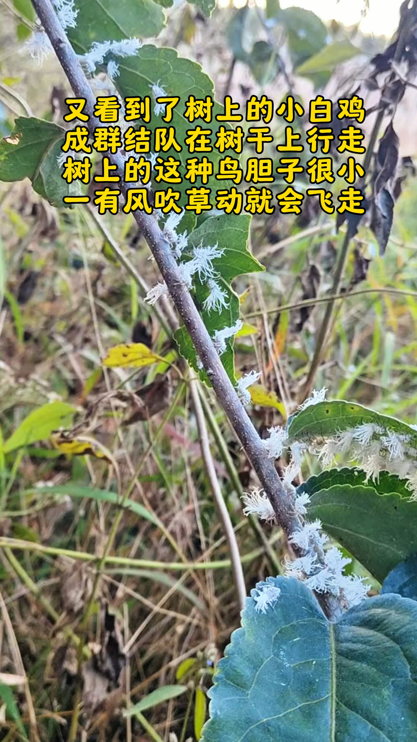 时隔一年,又看到了这种小白鸡#勤劳的农村人 #动植物趣味百科