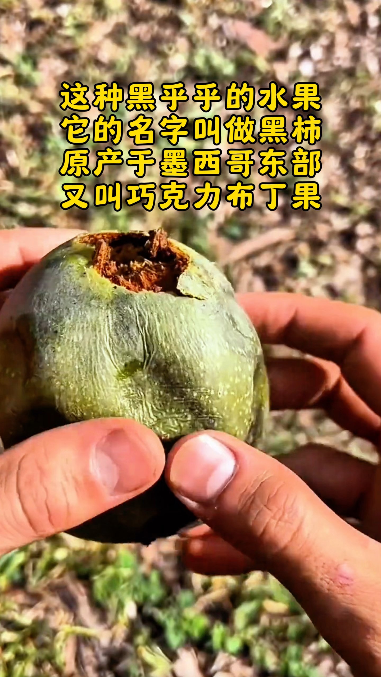 巧克力味的柿子究竟有多好吃?相信大多数人都没见过