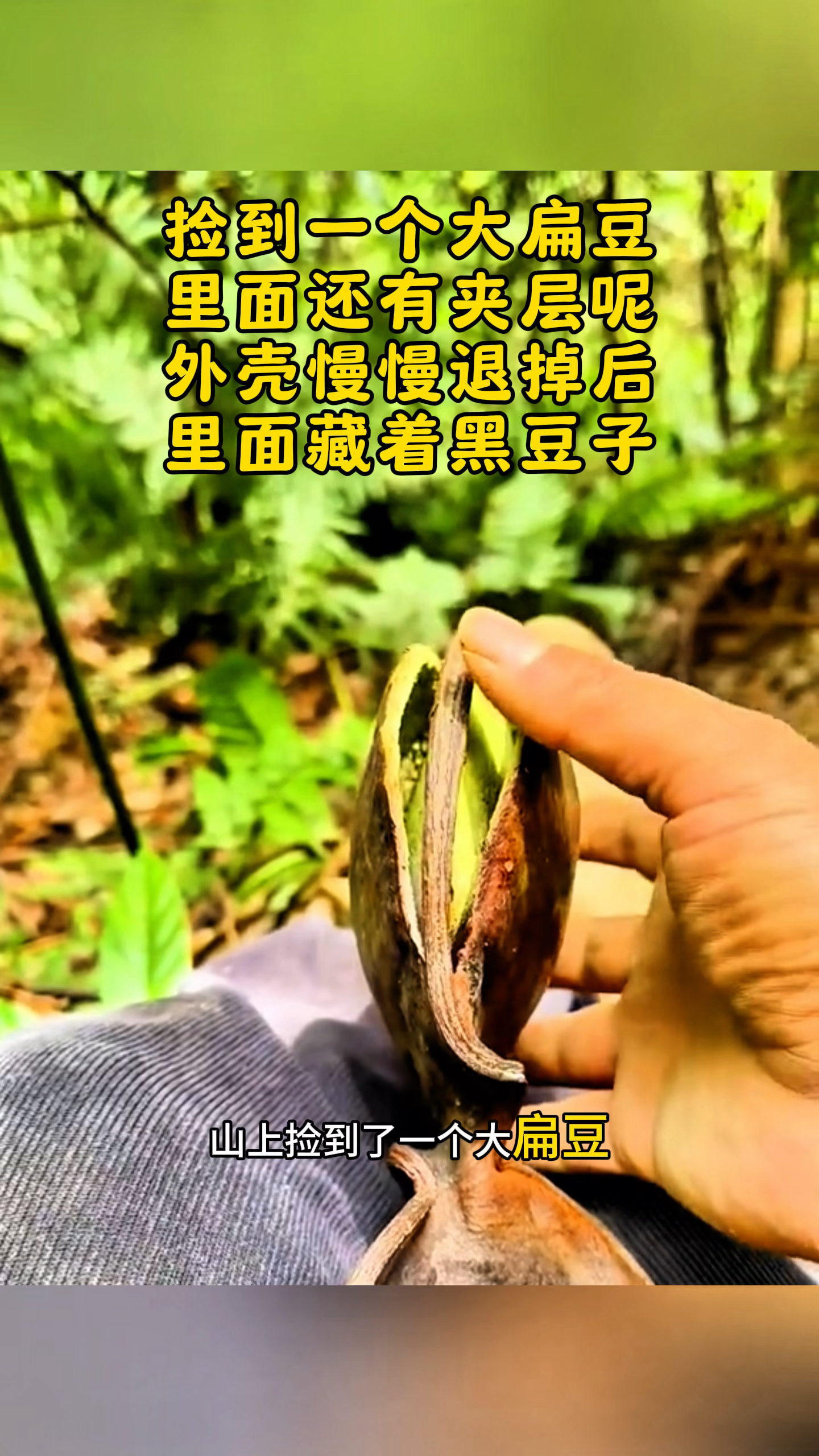 山上捡到了一个大扁豆,里面还有夹层呢!#勤劳的农村人