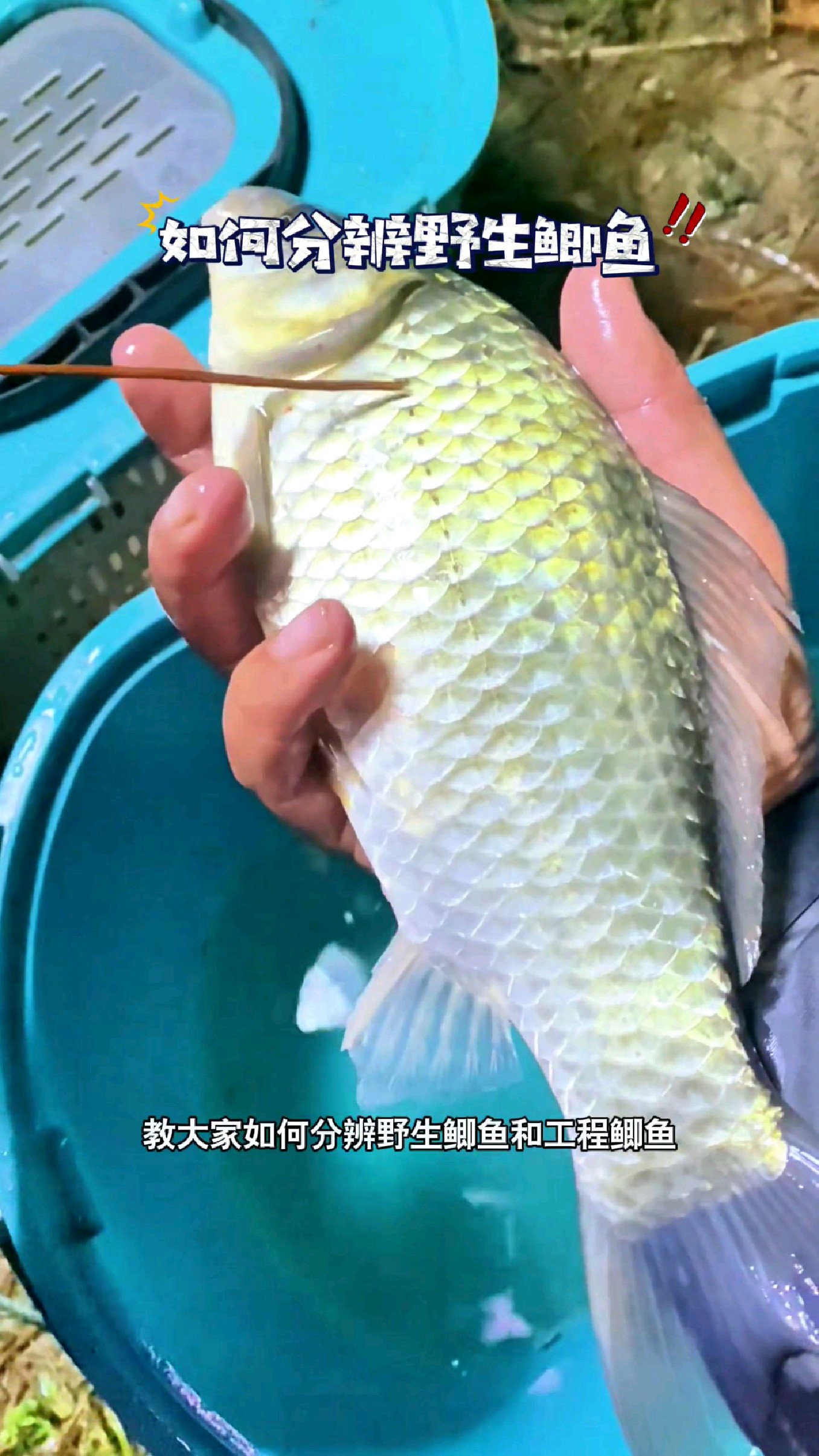 教大家如何分辨野生鲫鱼和工程鲫鱼#我的钓鱼日记
