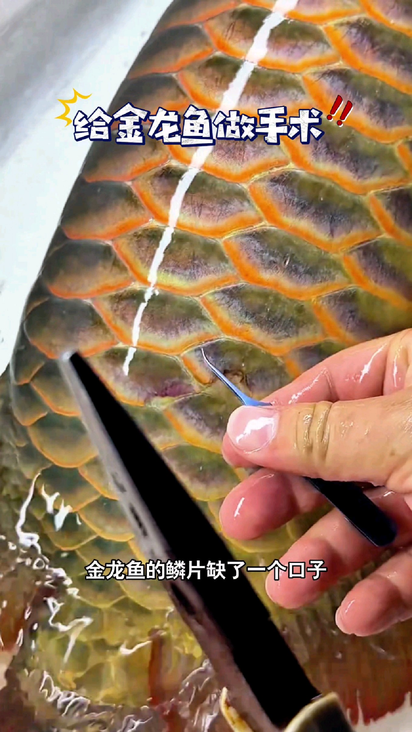 金龙鱼的鳞片缺了一个口子,拿到鱼医生这里看能不能修补一下