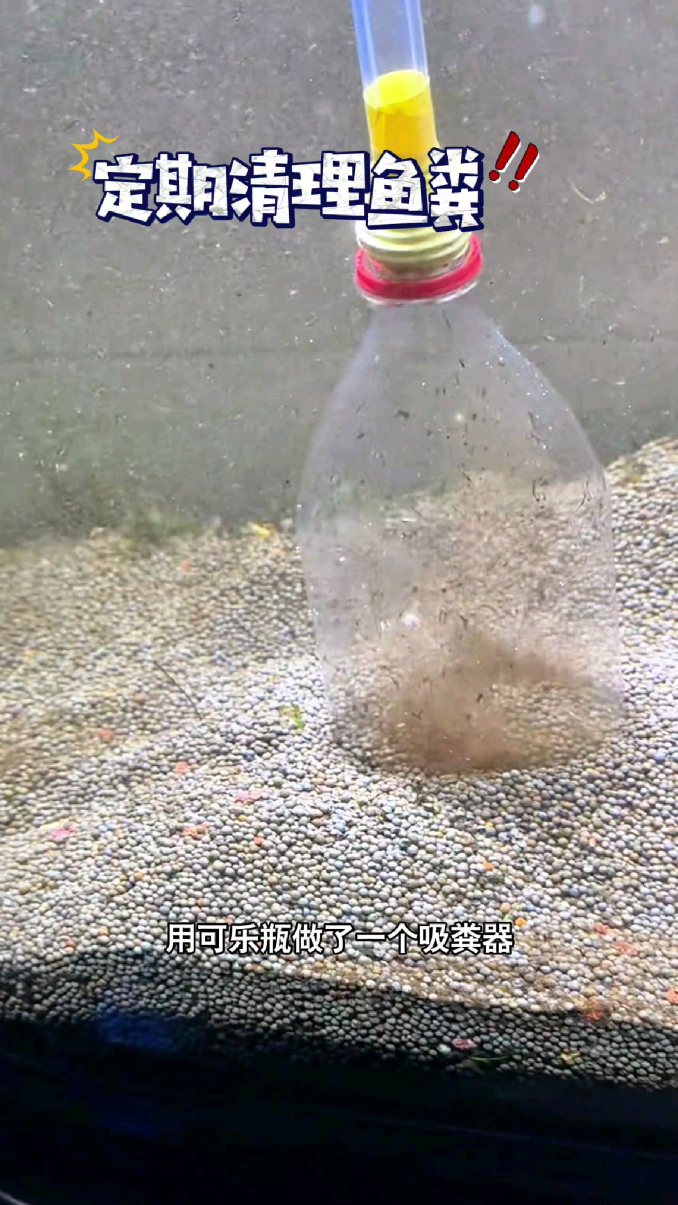 如果不定时清理鱼缸,小鱼就像生活在化粪池里面#我的钓鱼日记