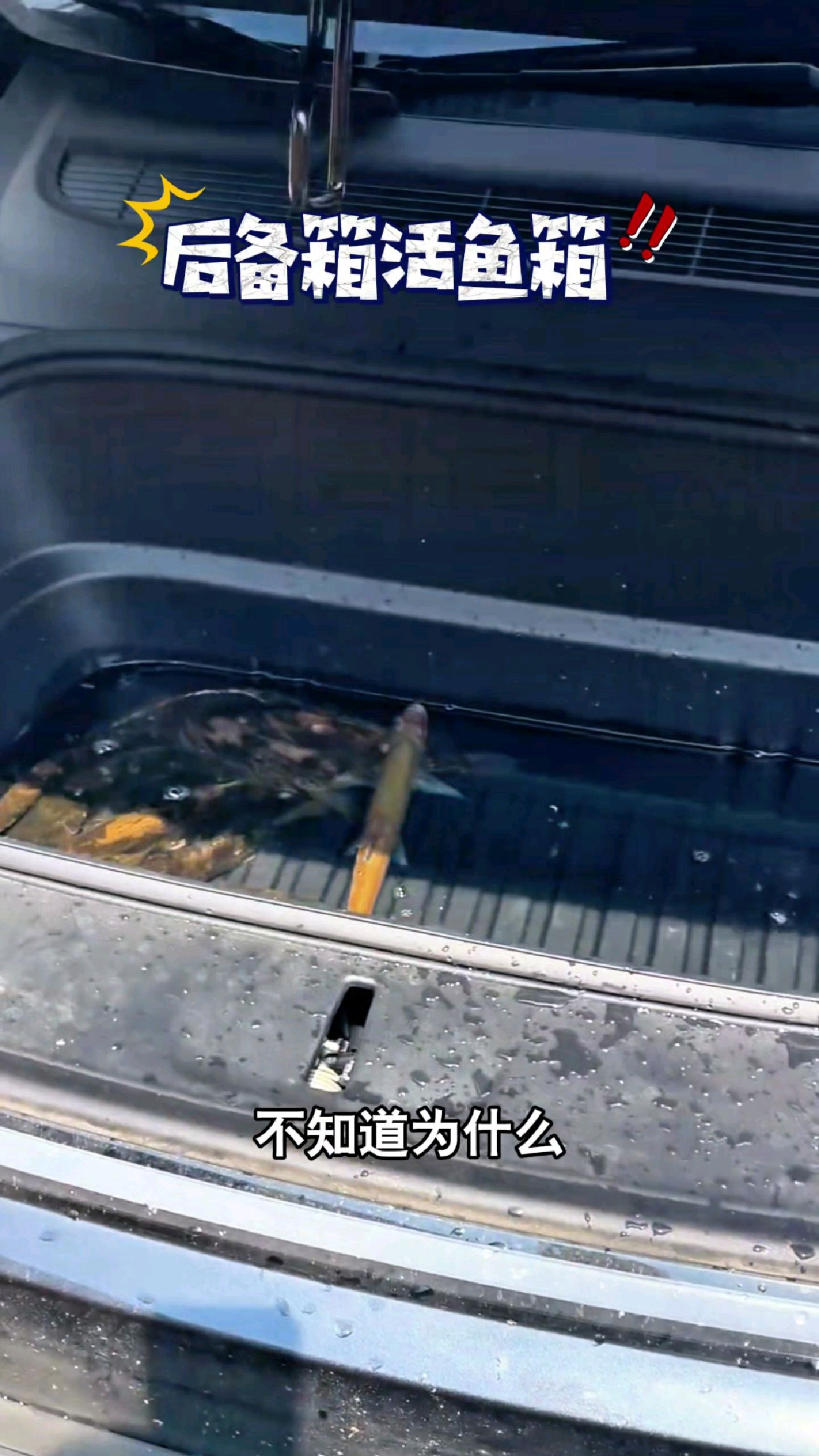 特斯拉对钓鱼人太友好了,后备箱居然可以装鱼。#我的钓鱼日记