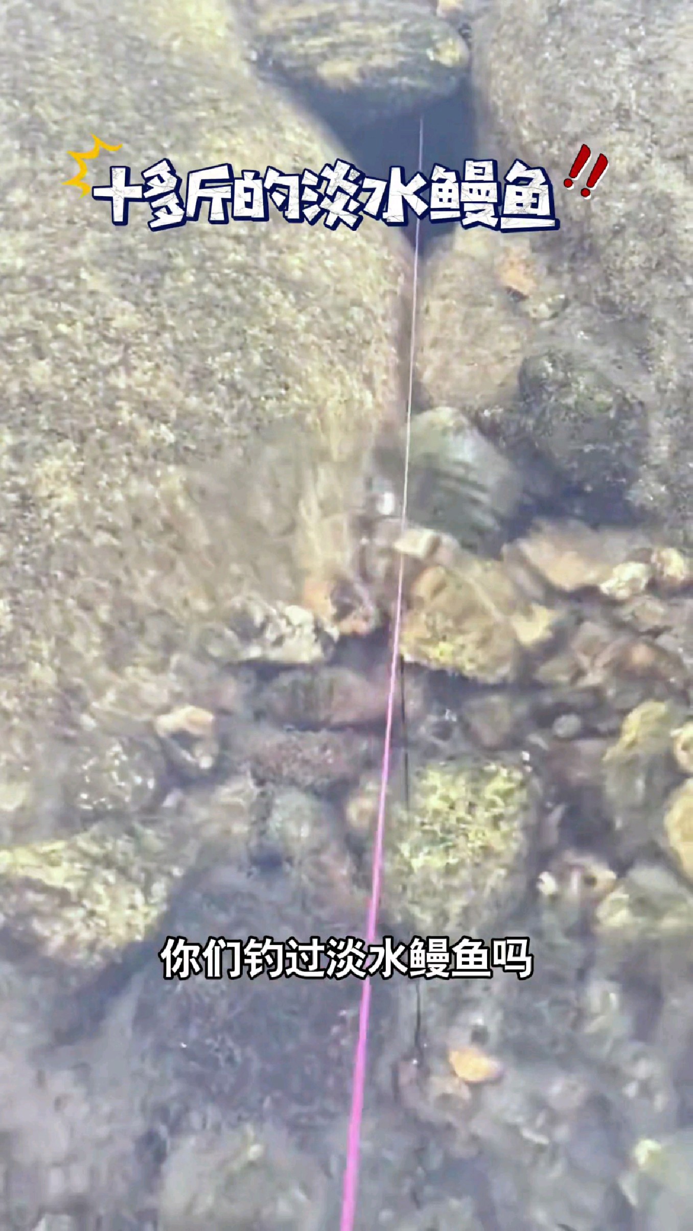 你们钓过淡水鳗鱼吗?很好玩的。#我的钓鱼日记 #钓鱼
