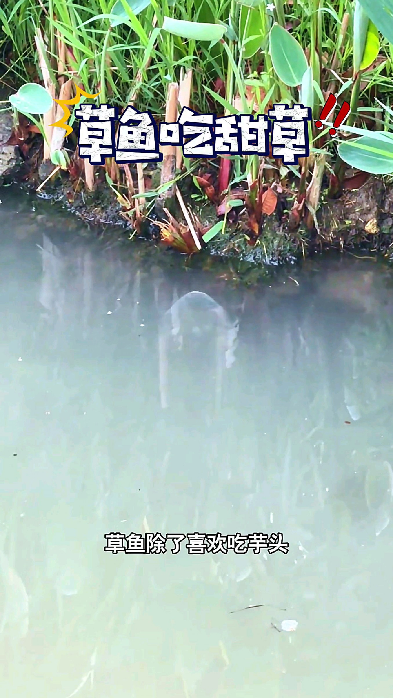 草鱼除了喜欢吃芋头,还喜欢吃这种甜草#我的钓鱼日记