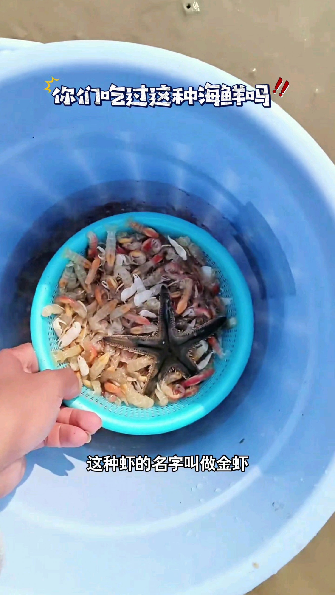 这种虾的名字叫做金虾,你们吃过吗?#我的钓鱼日记