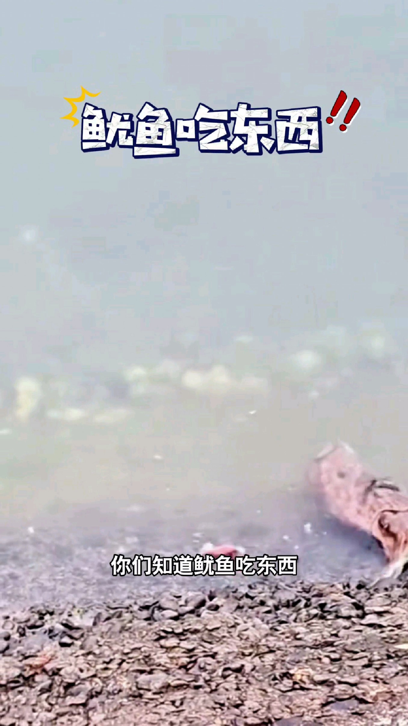 你们知道鱿鱼吃东西是什么样子的吗?#我的钓鱼日记