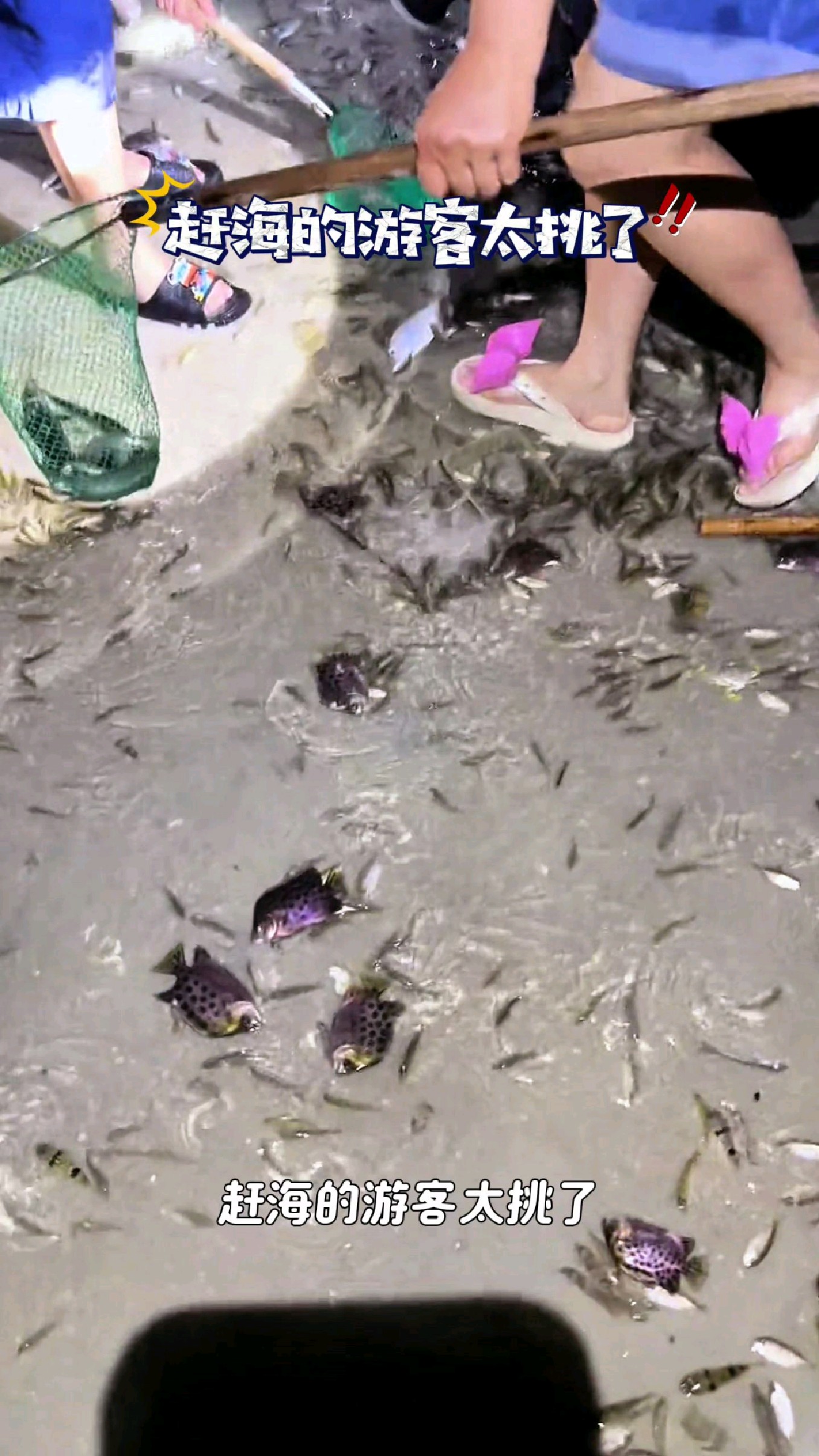 赶海的游客太挑了,非要找1米长的金枪鱼#我的钓鱼日记