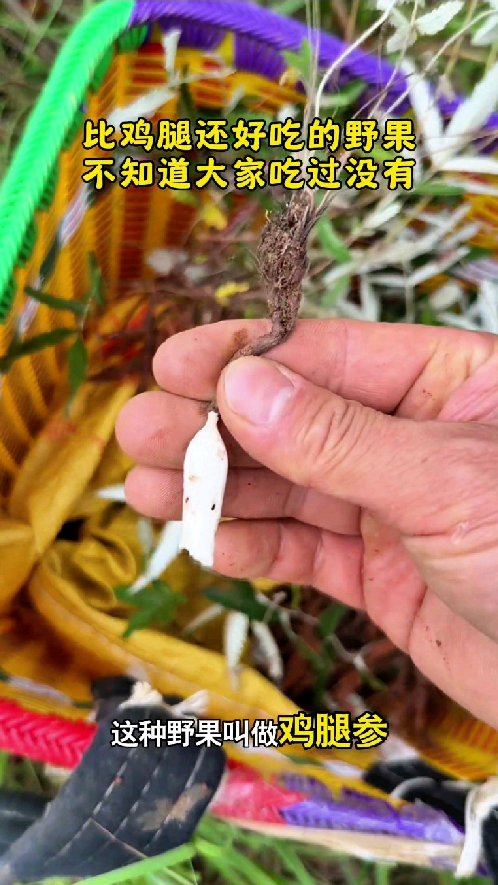 这种长得像鸡腿的植物，你们对它了解多少呢？它也叫做翻白草