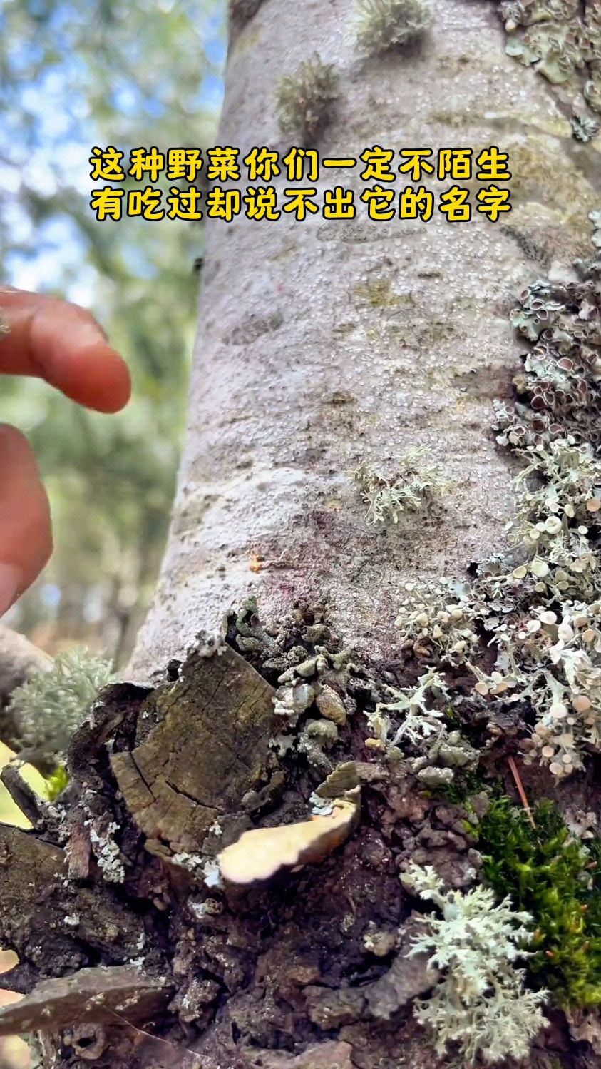 寄生在树上的树头菜，不知道你们见过没有 #勤劳的农村人