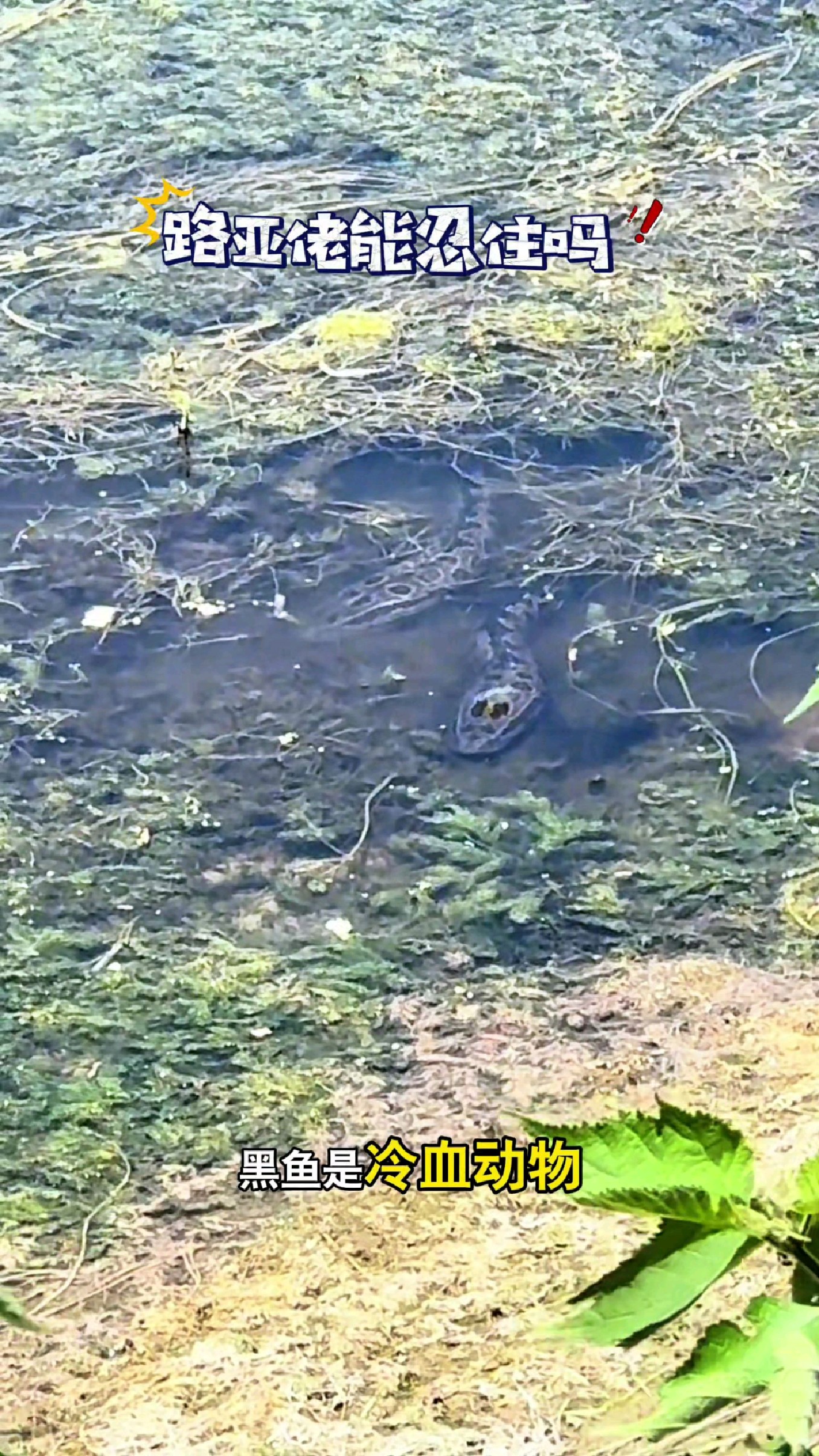 黑鱼没想到爱晒太阳 #户外捕鱼虾 #野外抓鱼