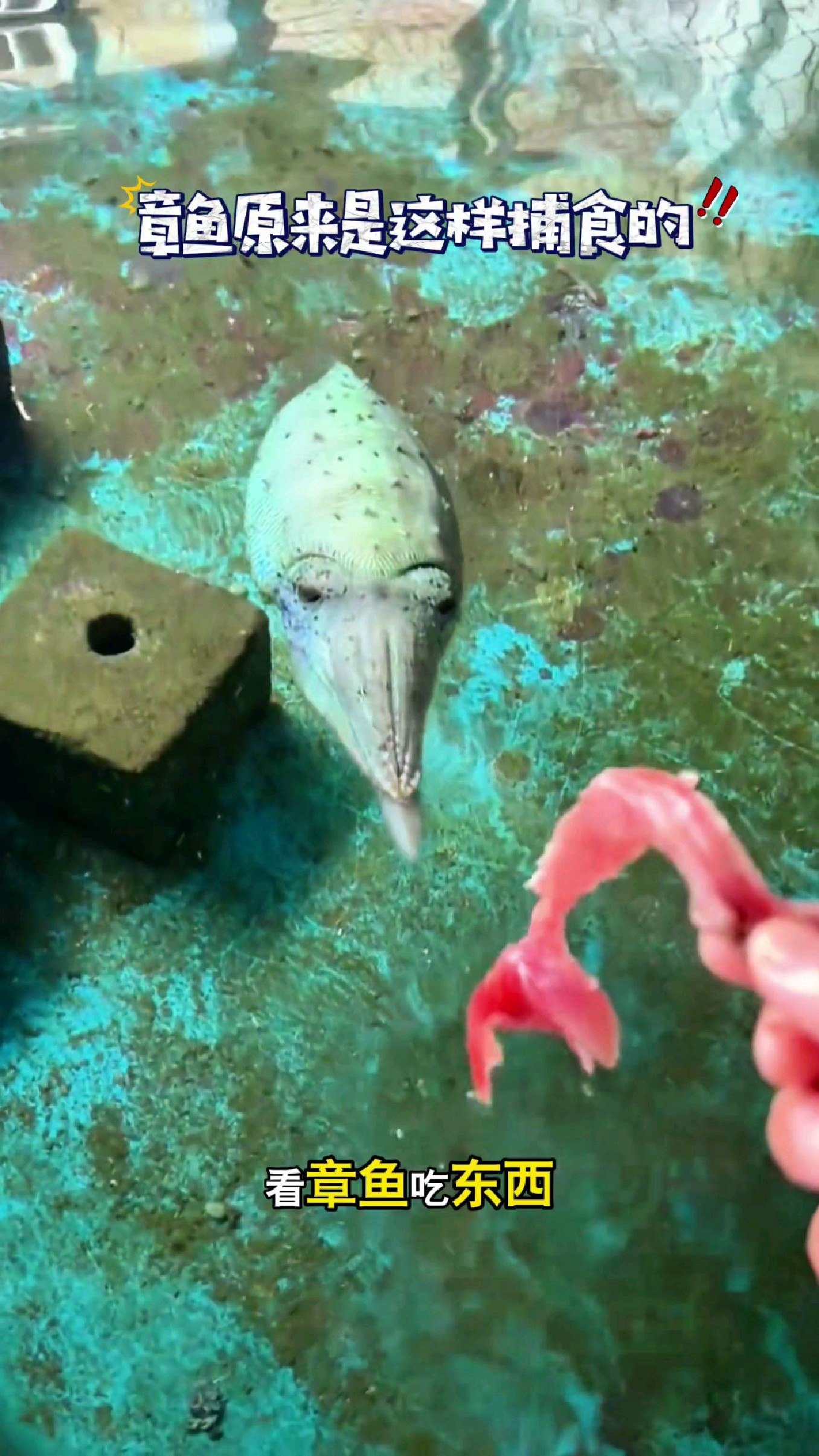 看章鱼吃东西真的会吓坏小朋友啊