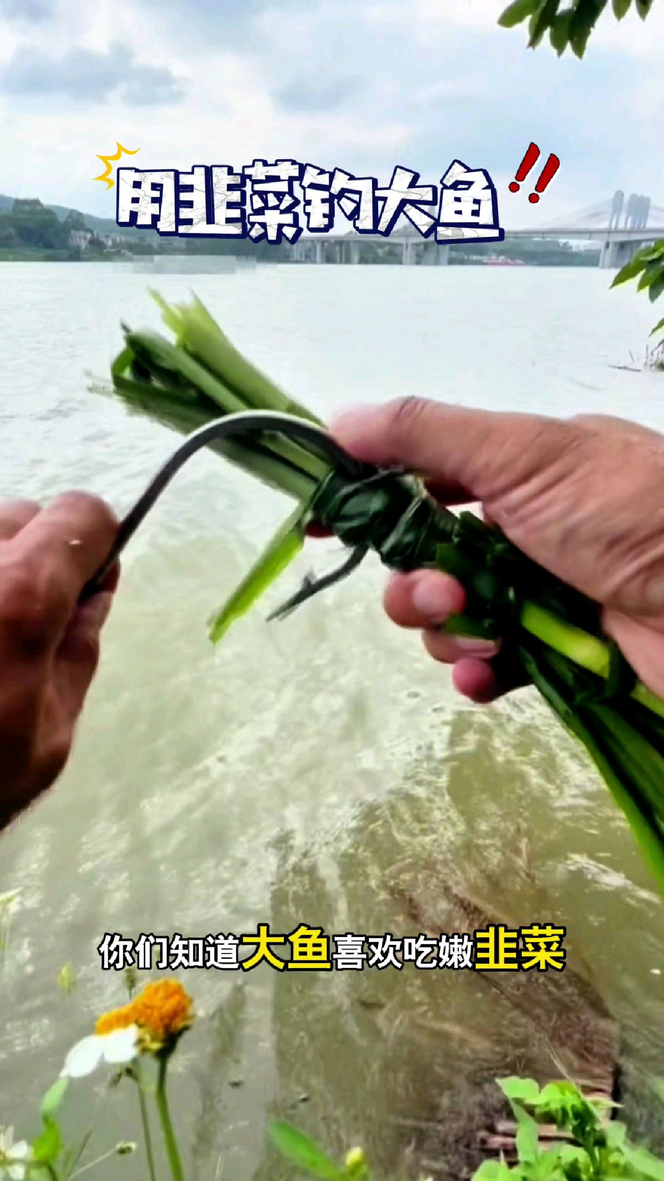 你们知道大鱼,喜欢吃嫩韭菜还是老韭菜吗?#我的钓鱼日记