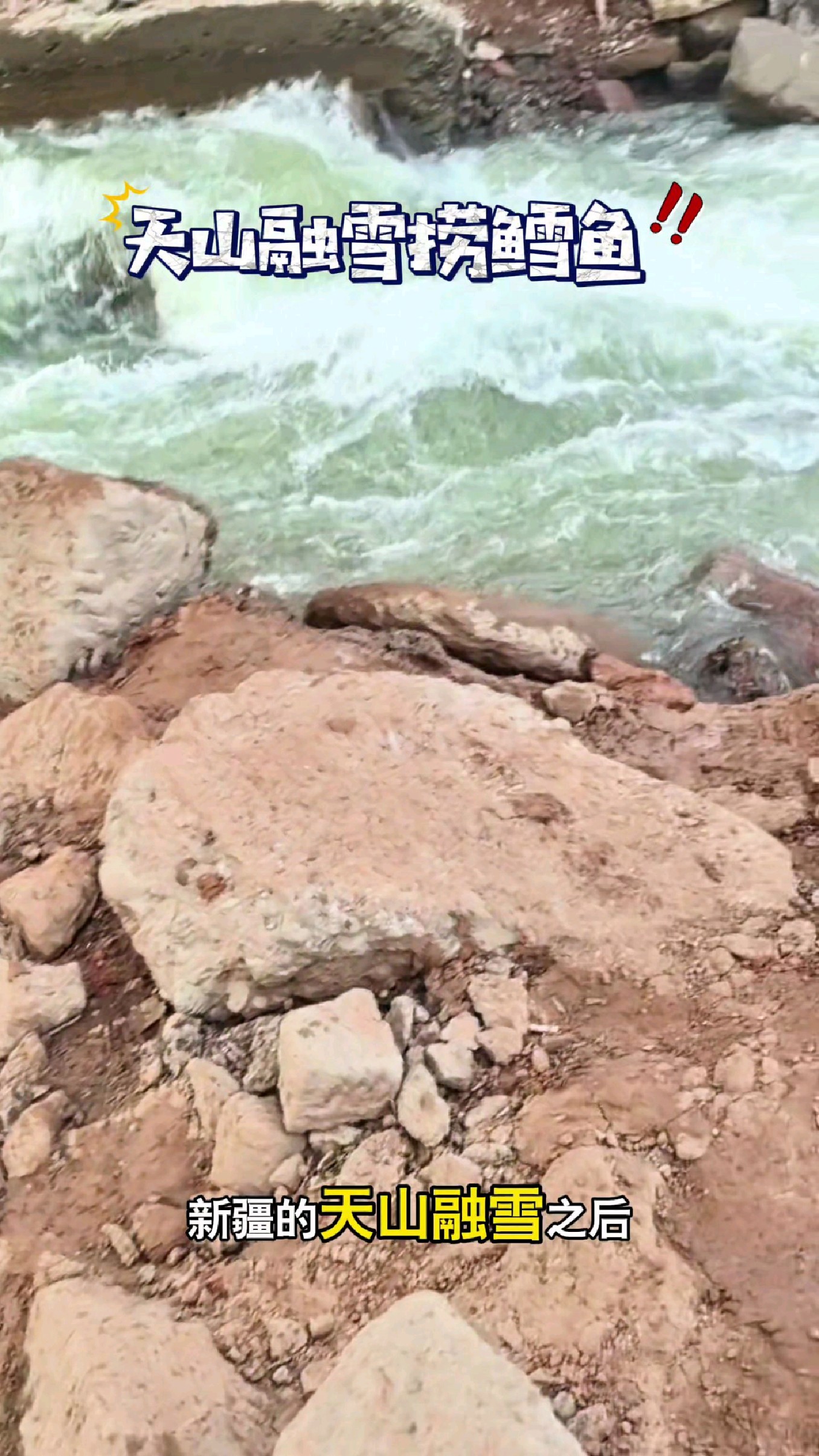 新疆的天山融雪之后，在天池里面的鳕鱼就会被冲下来