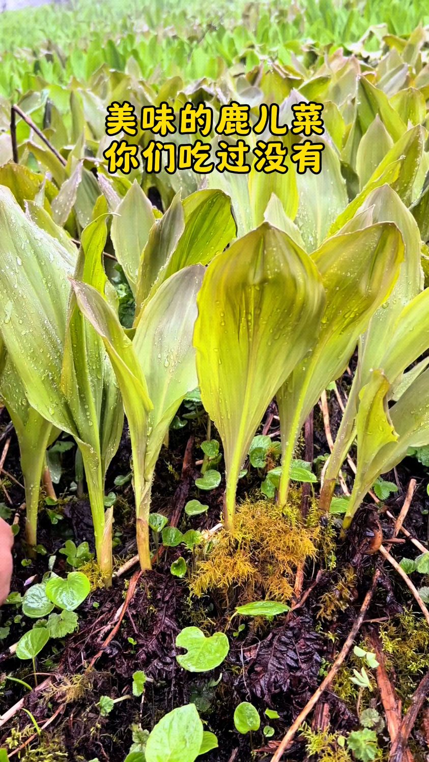 鹿儿菜长得也太快了,刚刚下过一场雨,又全部抽出来了