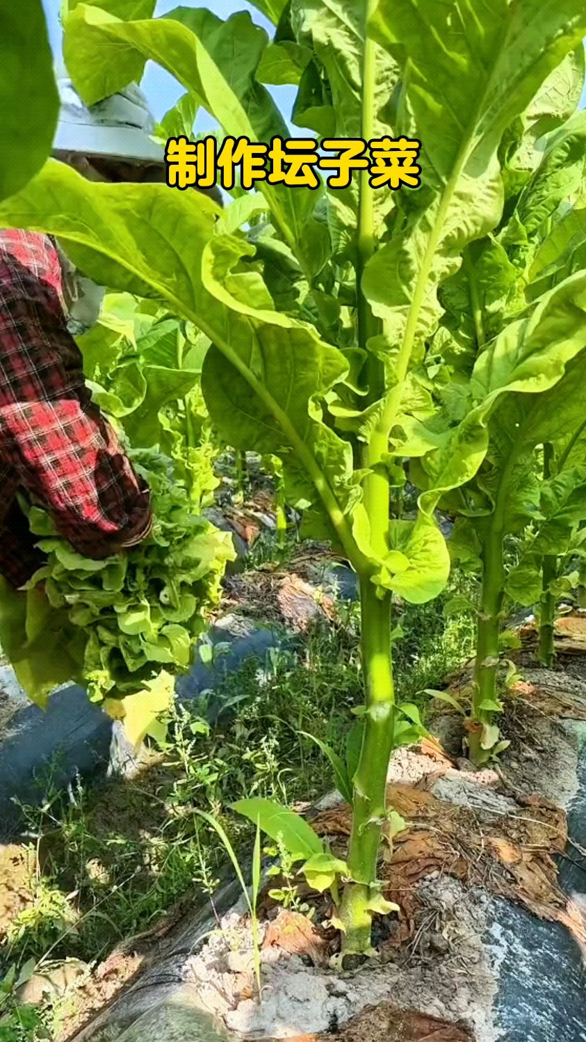 制作坛子菜的原材料,晒干之后做成酸菜 #勤劳的农村人