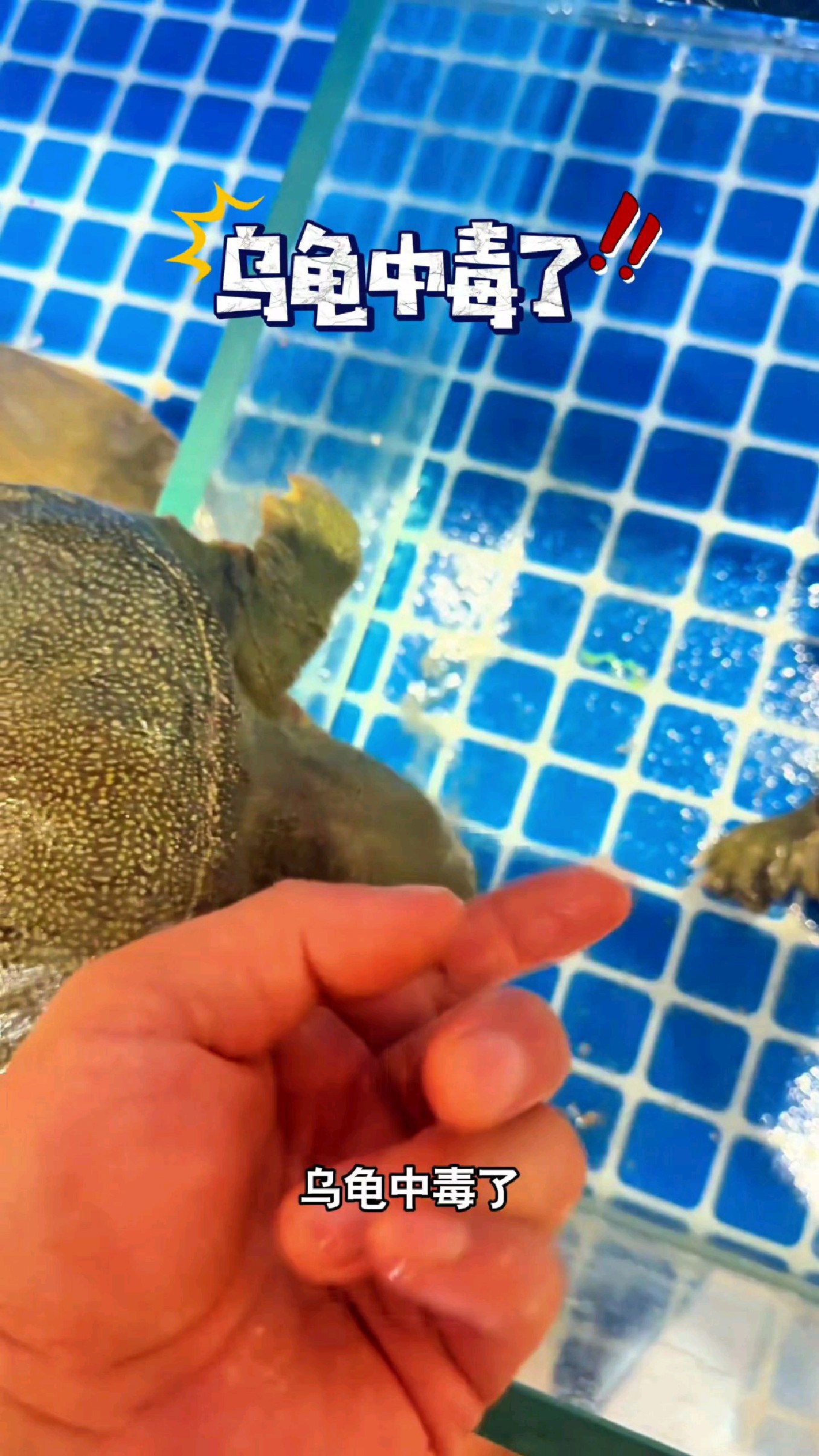 乌龟中毒了啊，被蚊子叮了一口脖子#我的钓鱼日记