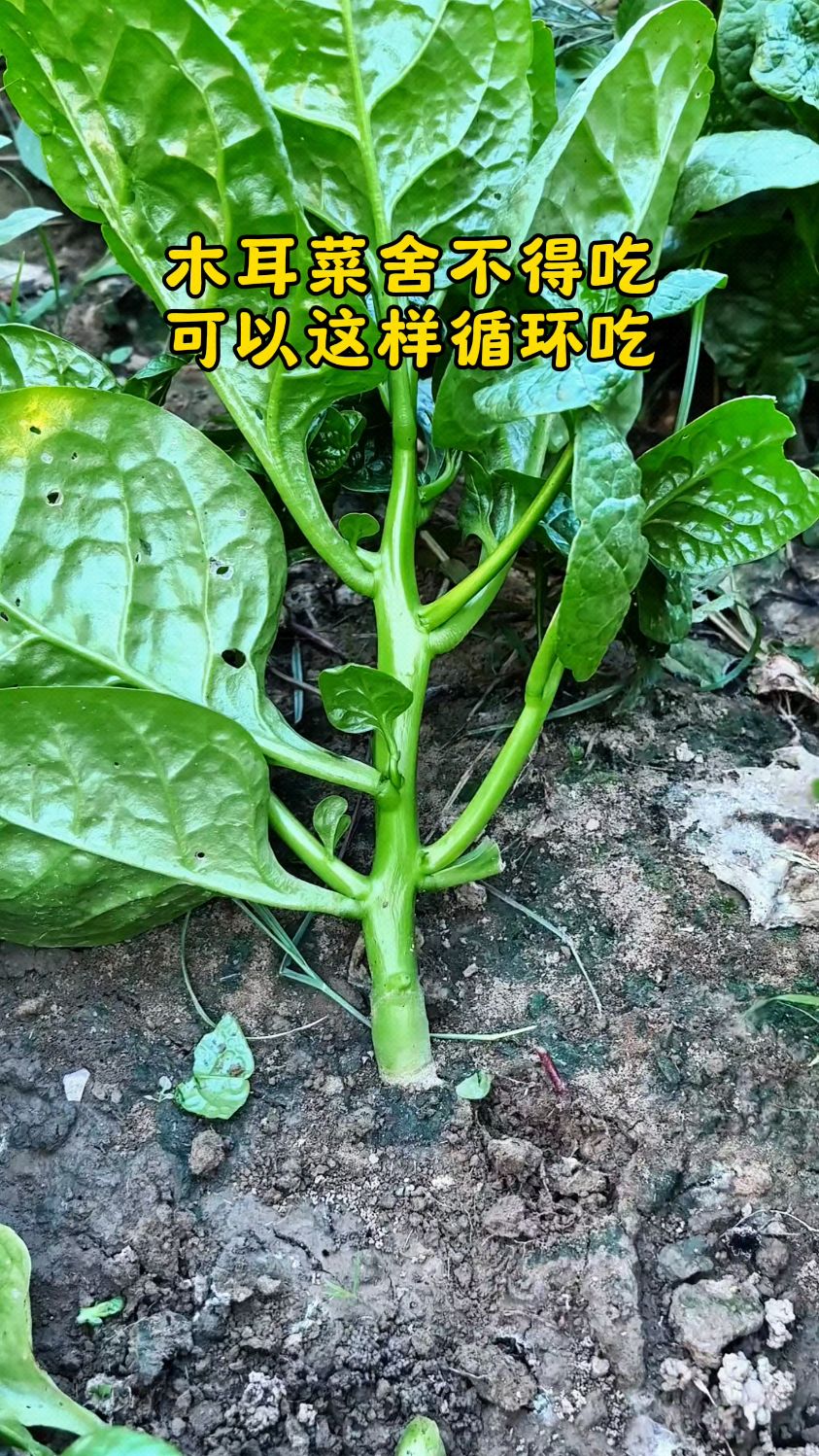 吃木耳菜的时候,可以只采摘叶子和嫩尖 #勤劳的农村人