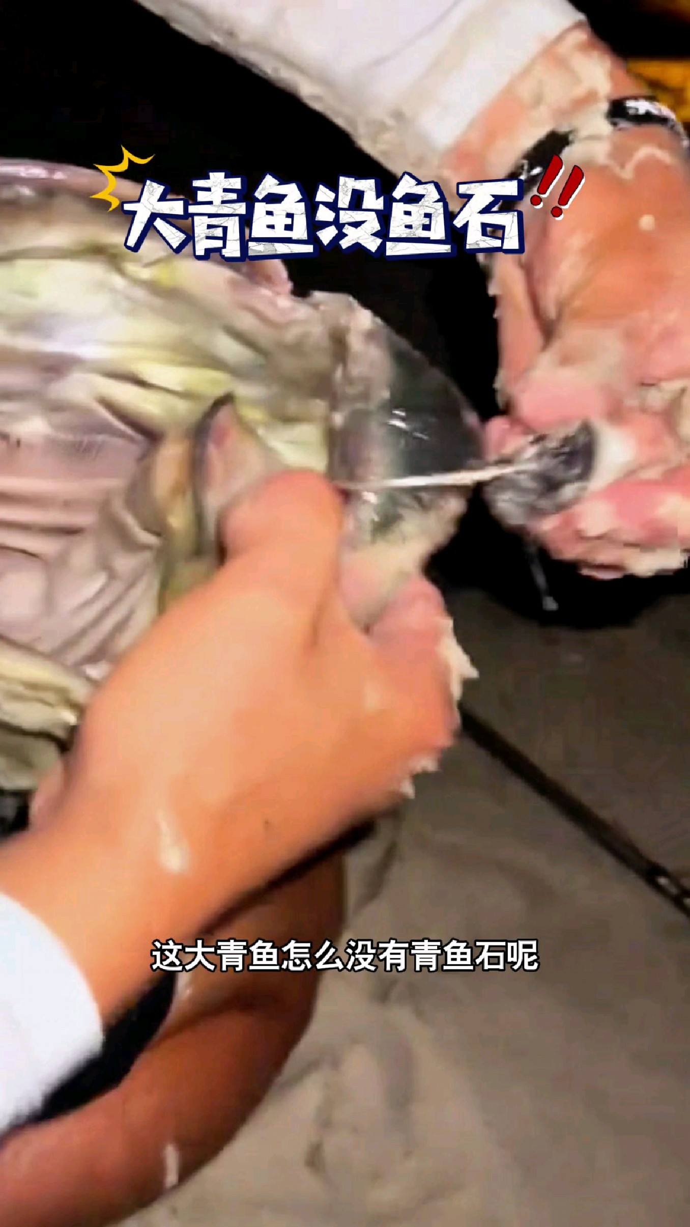 这大青鱼怎么没有青鱼石呢?#我的钓鱼日记 #钓鱼也能这么快乐