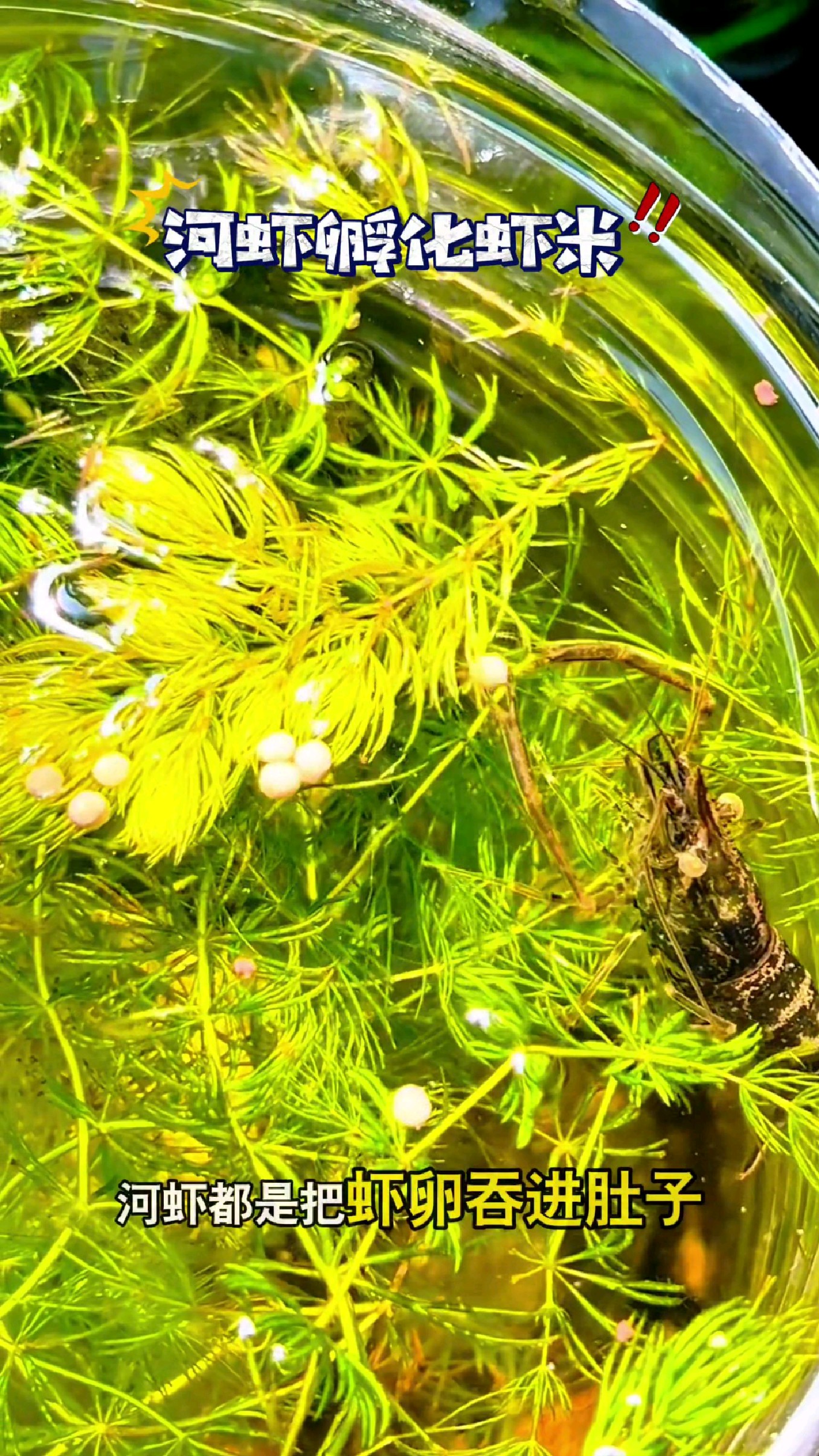 原来河虾都是把虾卵吞进肚子,在肚子里孵化的#我的钓鱼日记