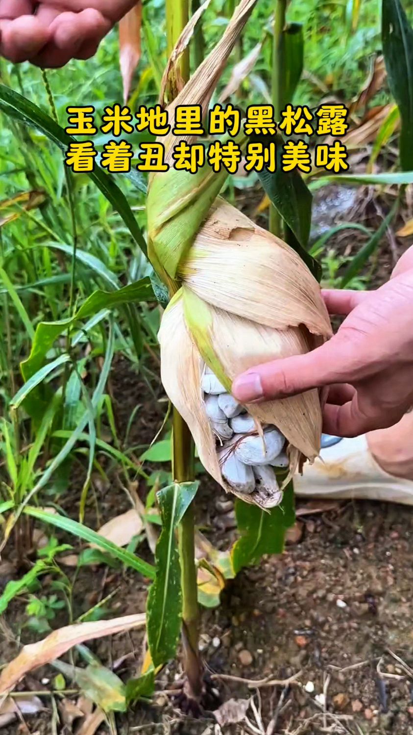 这是长在玉米上的黄金,价格更是堪比黑松露,它的名字叫作乌米。