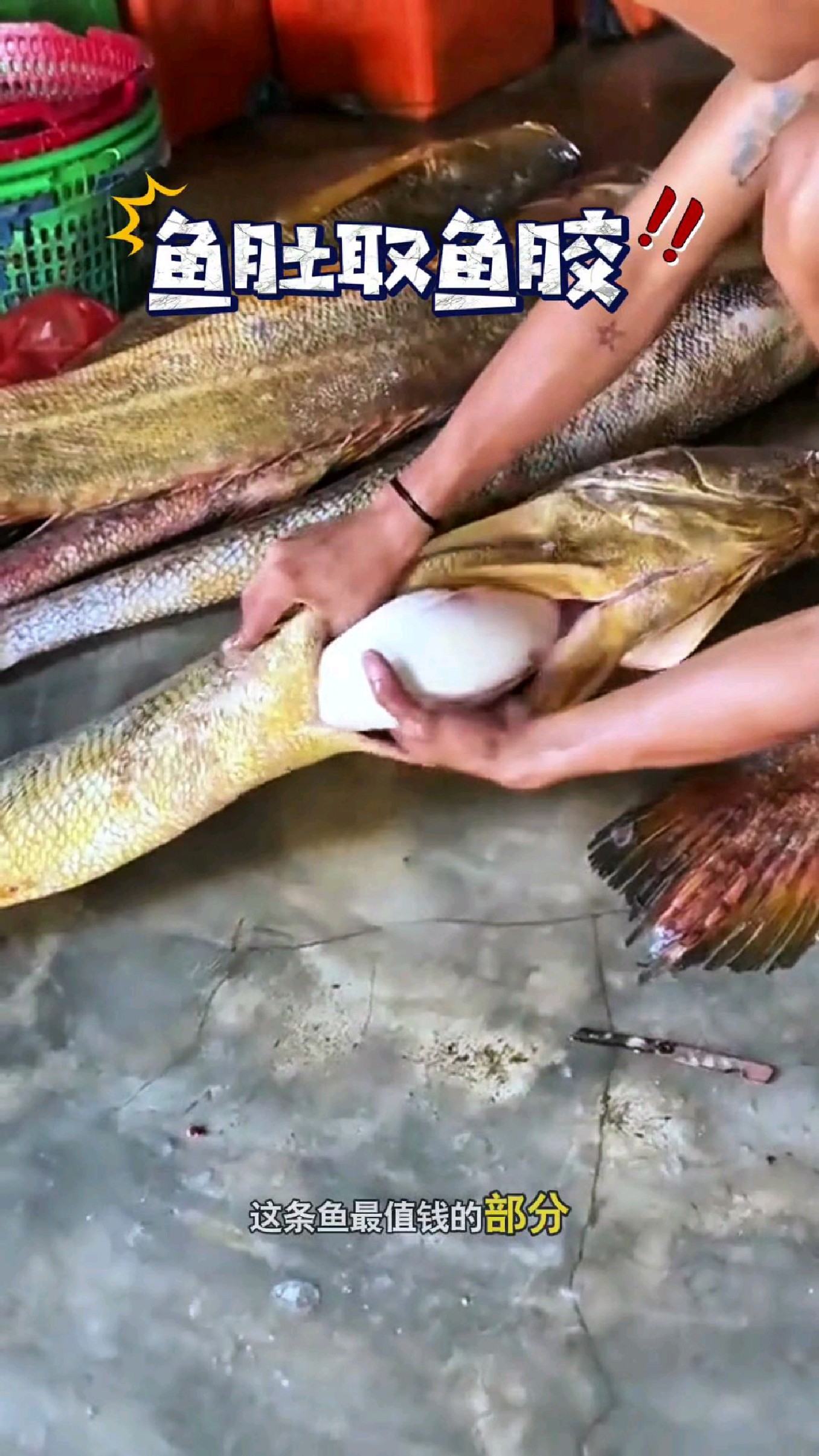 这条鱼最值钱的部分就是他的鱼泡#我的钓鱼日记