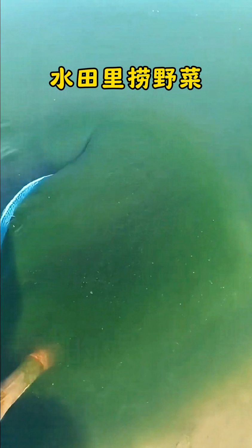 你以为它是青苔,其实它是一种野菜 #勤劳的农村人