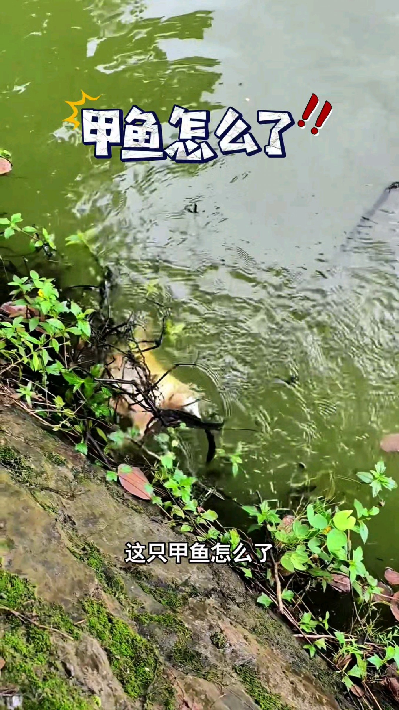 这只甲鱼怎么了#我的钓鱼日记 #钓鱼也能这么快乐