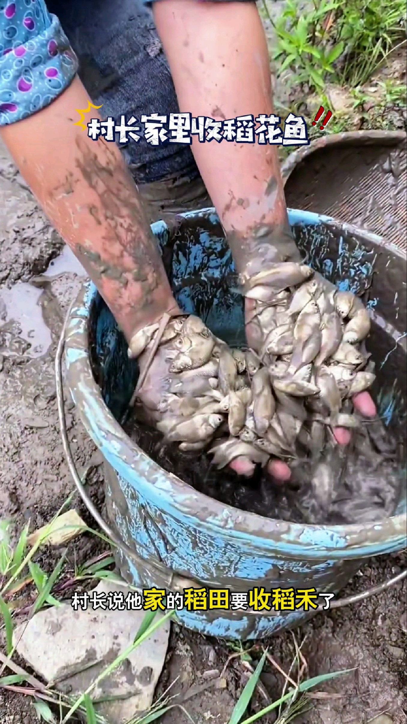 村长说他家的稻田要收稻禾了#我的钓鱼日记 #钓鱼也能这么快乐
