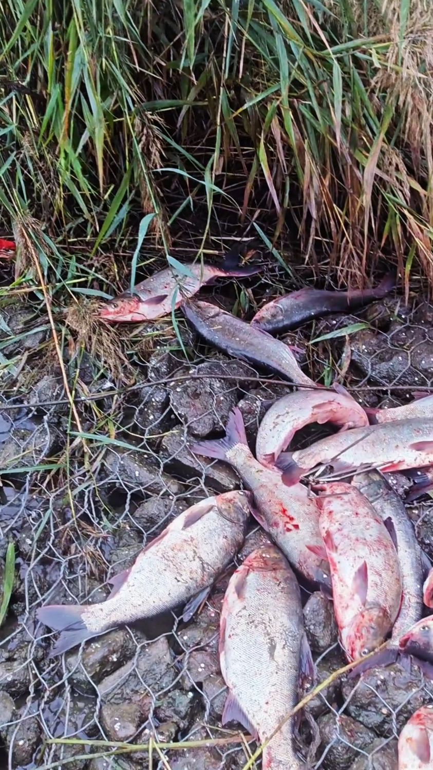 又到了一年一度熏腊鲢鱼的季节#我的钓鱼日记 #钓鱼也能这么快乐