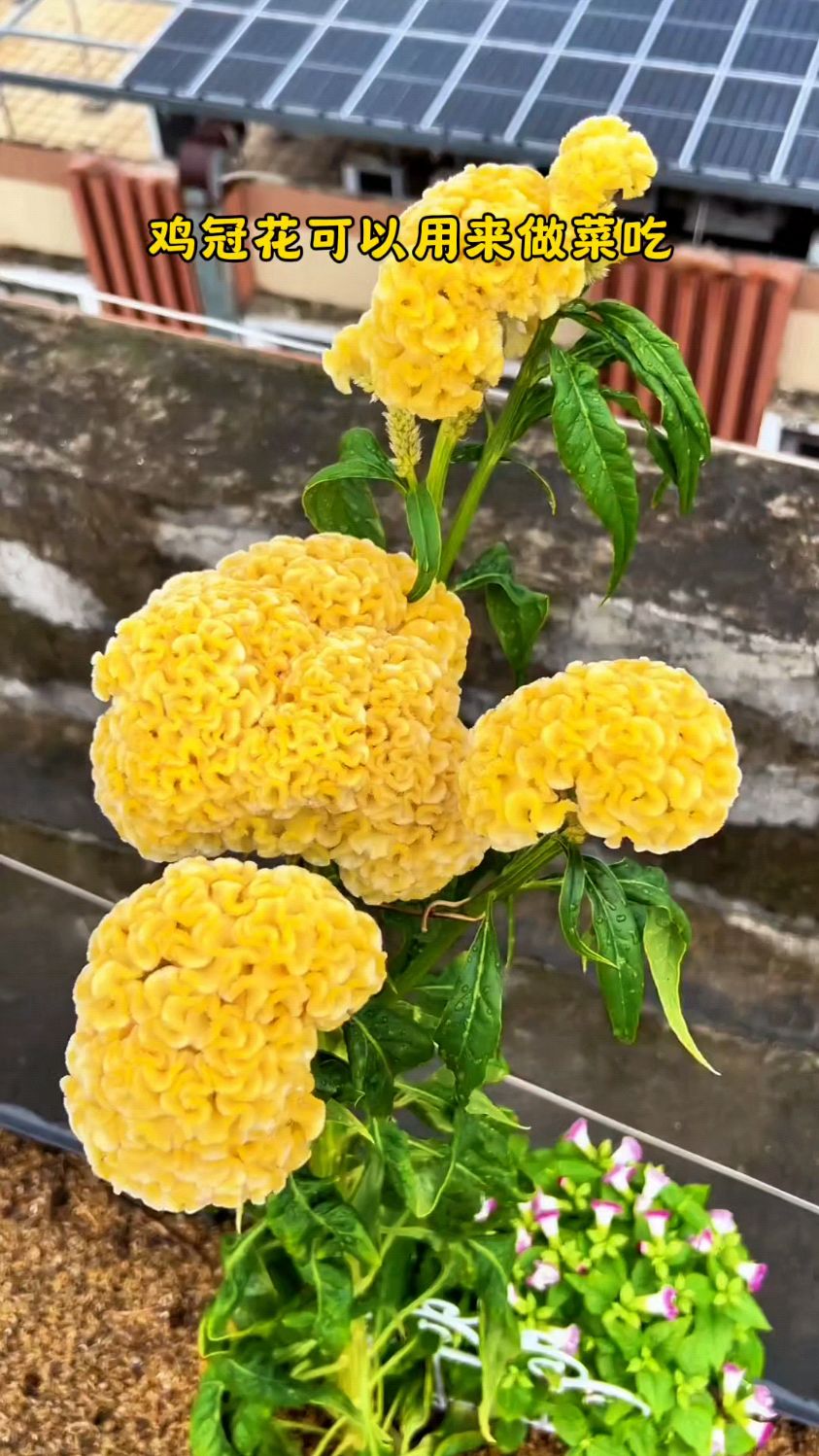 你们见过黄色的鸡冠花吗 #勤劳的农村人