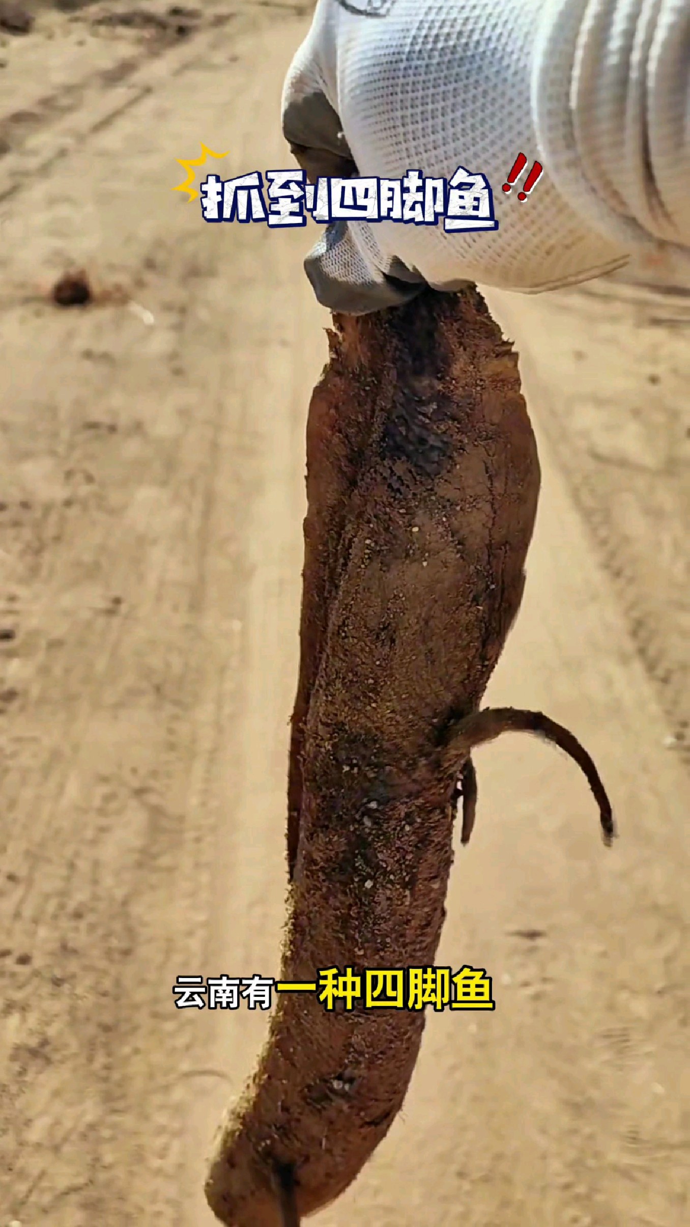 云南有一种四脚鱼不知道你们见过没有#我的钓鱼日记